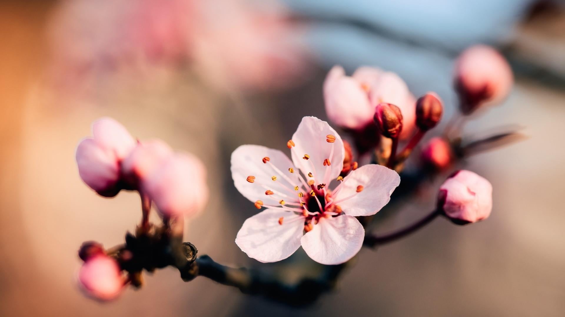 vulnerability, no people, flower head, stamen, beauty in nature, blossom, tree, pink, fragility, growth, nature, pink color, flower, branch, outdoors, close-up, HD Wallpaper