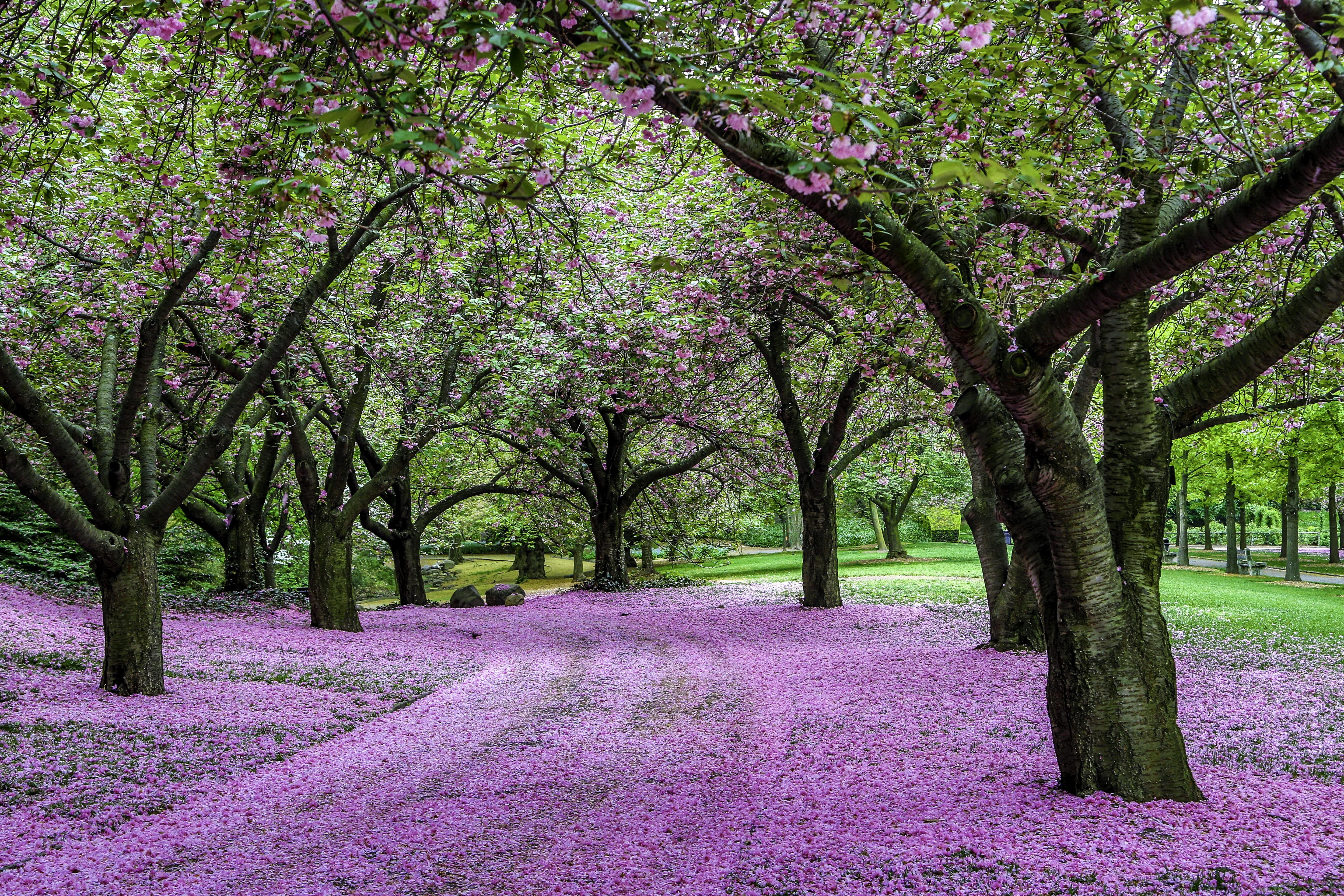 springtime, 5K, New York, outdoors, flower, cherry  trees, tall, Brooklyn Botanical Gardens, blossom, Esplanade, plant, landscape photography, landscape, HD Wallpaper