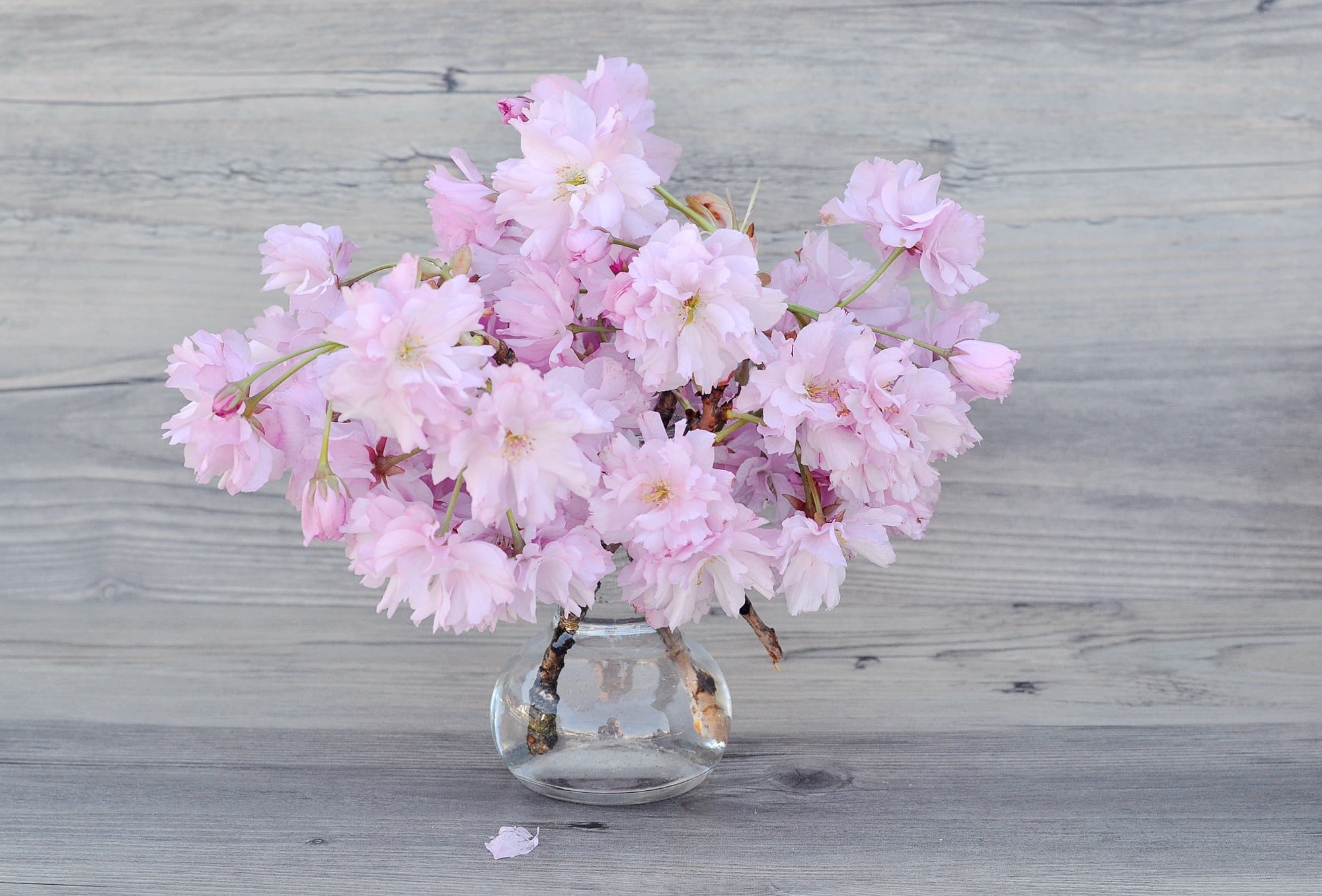 vase, petaled, plant, flower, deco, flower arrangement, branches, no people, freshness, table, petal, wood - Material, pink Color, spring, flower Head, HD Wallpaper
