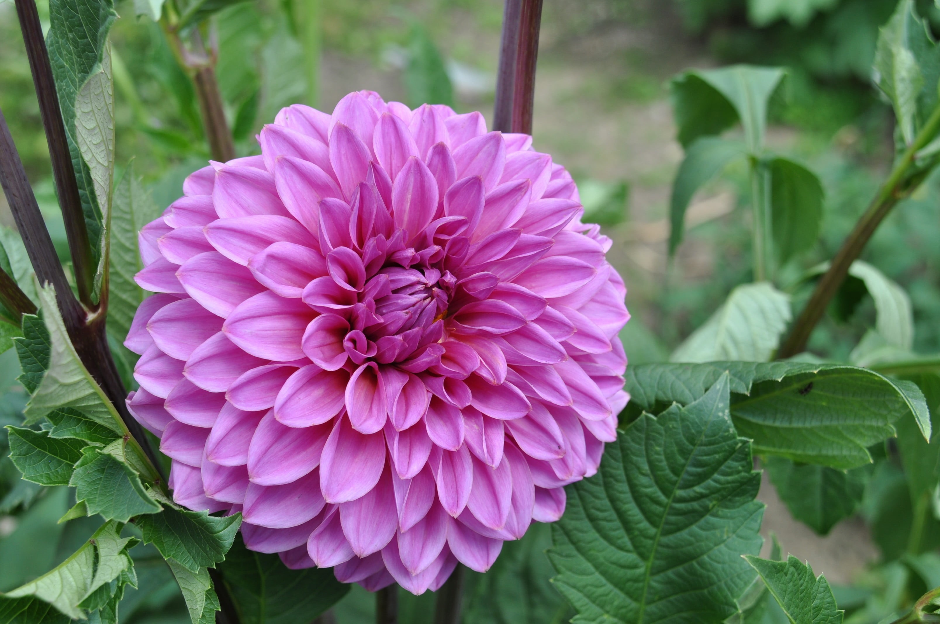 vulnerability, pink, growth, flowering plant, dahlias, plant, flower, fragility, close-up, pollen, beauty in nature, purple, flowers, inflorescence, 2K, HD Wallpaper