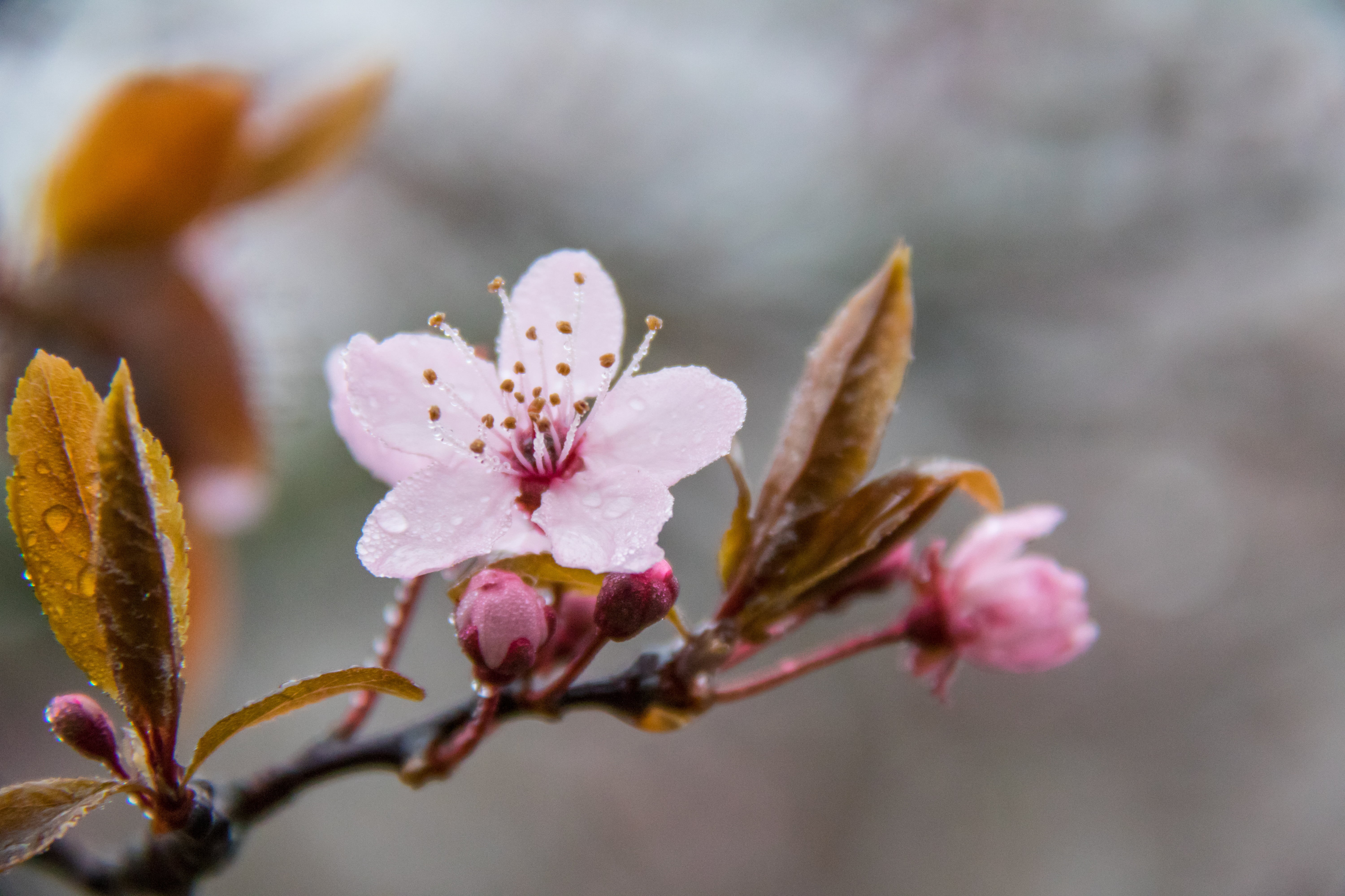 blossom, springtime, focus, tree, photography, dagg, selective, selective focus, leaf, dew, plant, season, 5K, nature, pink Color, flower, close-up, pink, HD Wallpaper