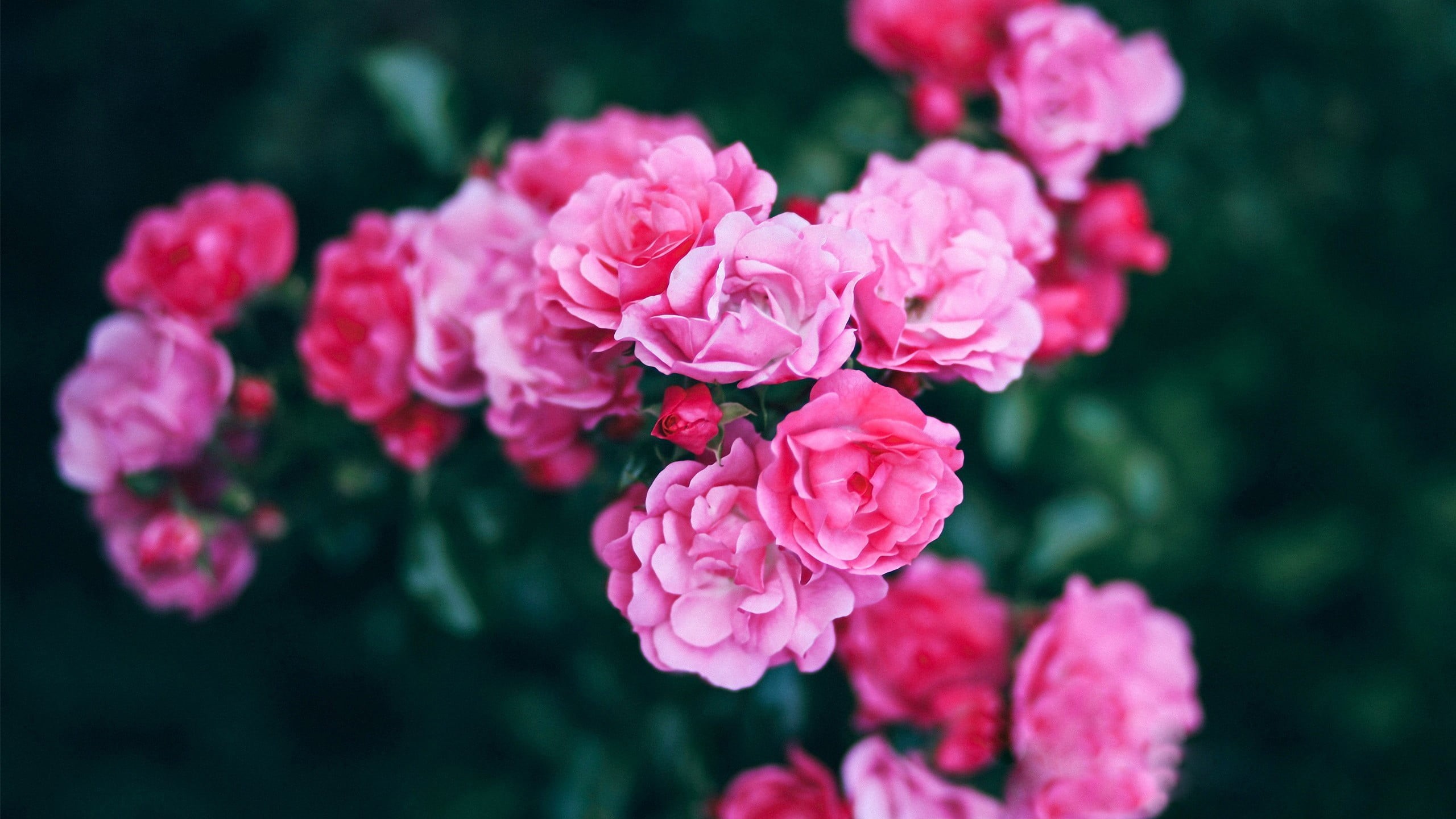 plant, vulnerability, no people, flowers, rose, beauty in nature, pink, flowering plant, flower head, flower, outdoors, inflorescence, bunch of flowers, HD Wallpaper