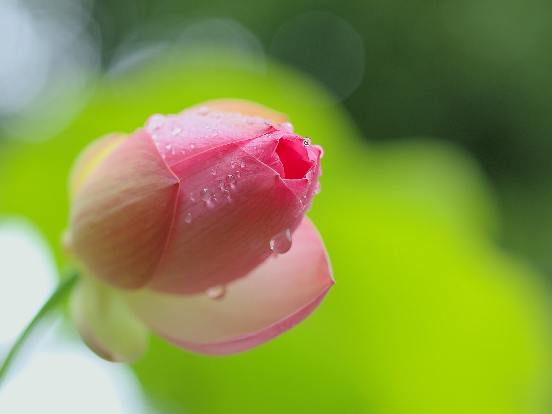 Dew, 1080P, Flower, Lotus, close, Pink, Bud, HD Wallpaper