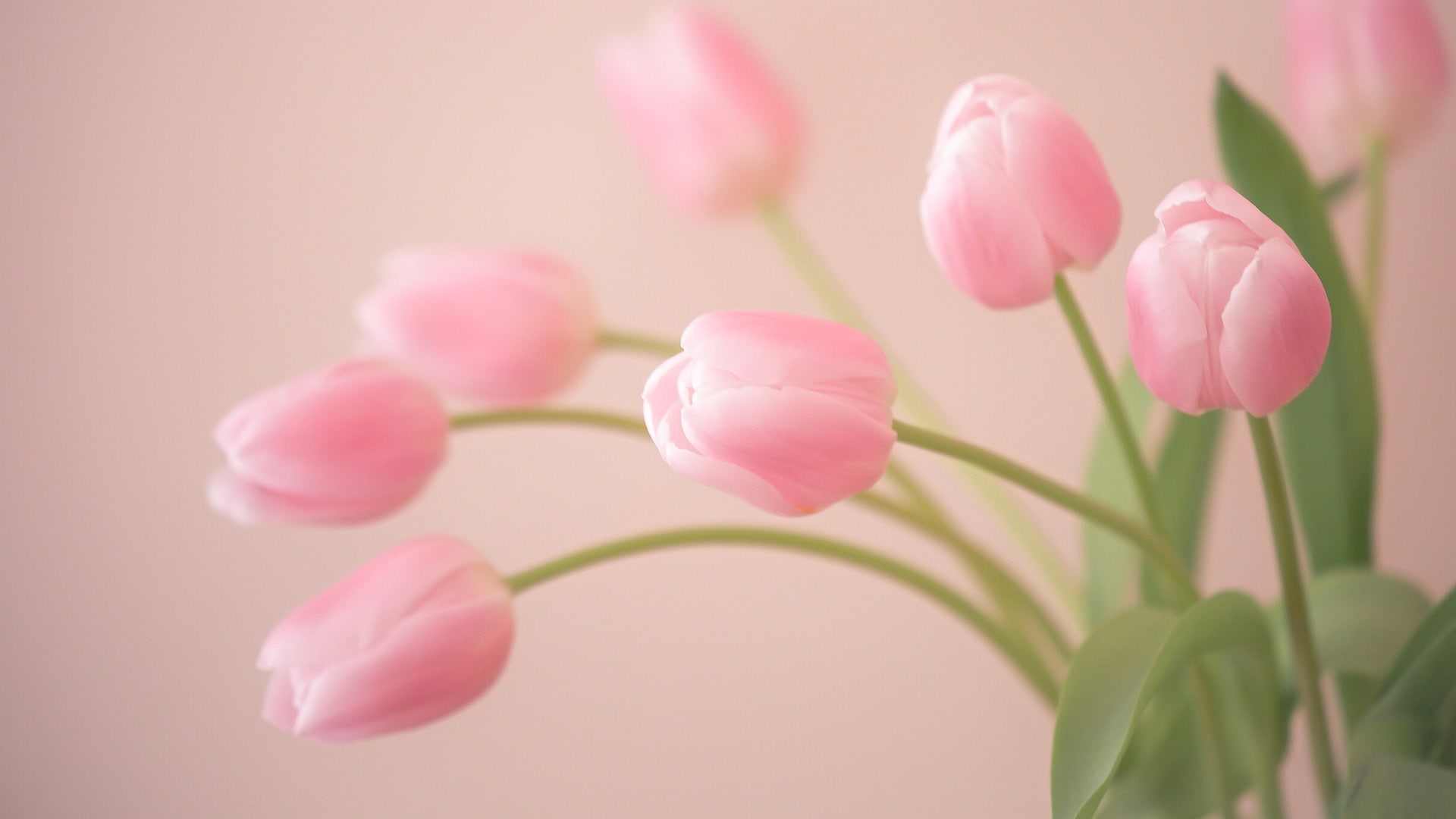 bud, pink, tulips, 1080P, flowers, HD Wallpaper
