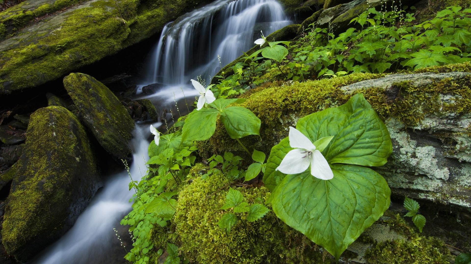 leaves, waterfall, water, forest, nice, flower, amazing, rocky, flowers, beautiful, stones, foam, whit, moss, stream, petaled, 1080P, grove, forests, HD Wallpaper
