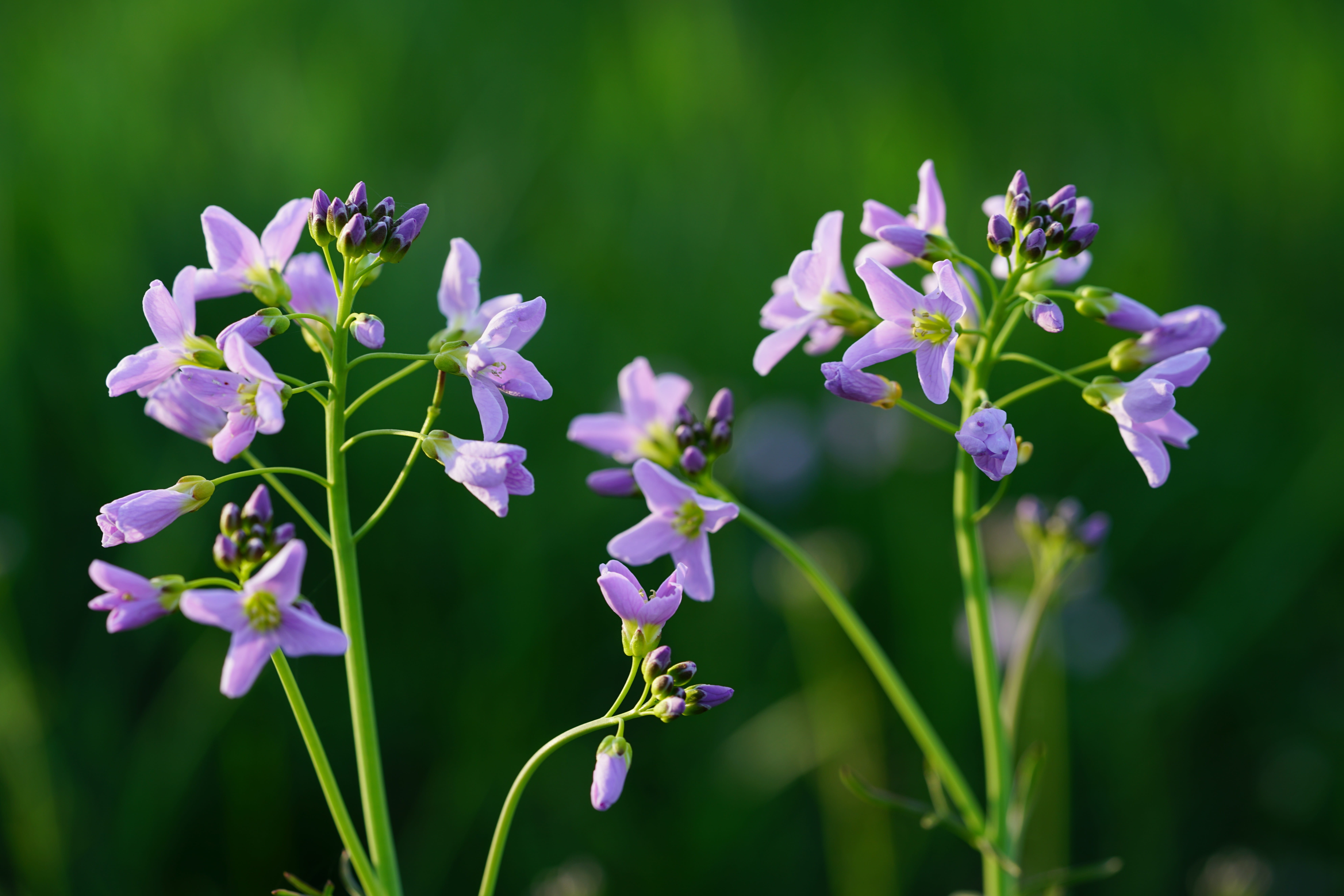 pinksterbloem, marie flower, pink, flowers, close-up, brassicaceae, beauty in nature, whit flowers, schisgelte, wilder kress, day, flowering plant, light purple, HD Wallpaper