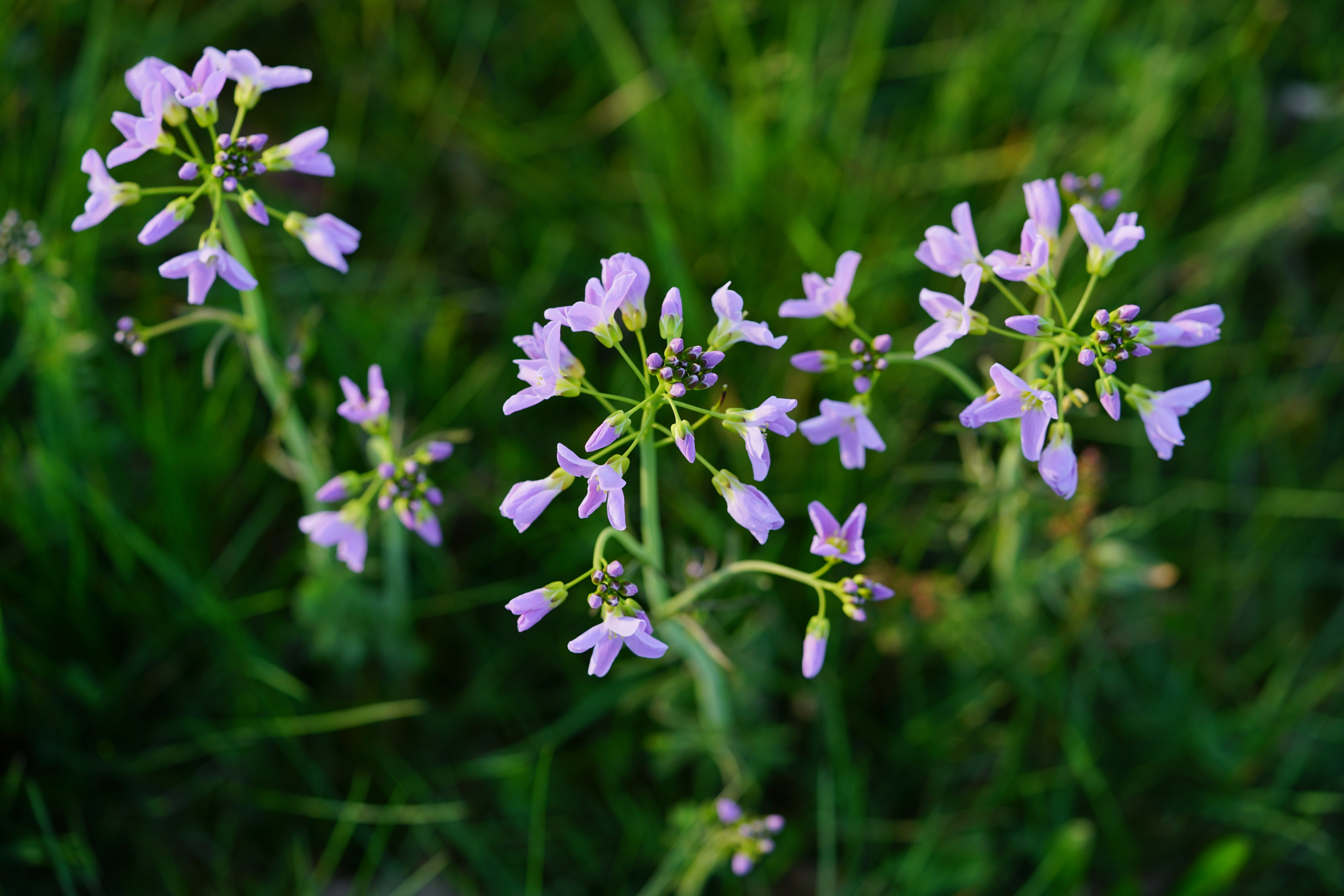 nature, pink, meadow cress, blue fountain kressich, light pink, störkeblöme, heinotterblom, wild watercress, meat flower, petal, no people, card amines, HD Wallpaper