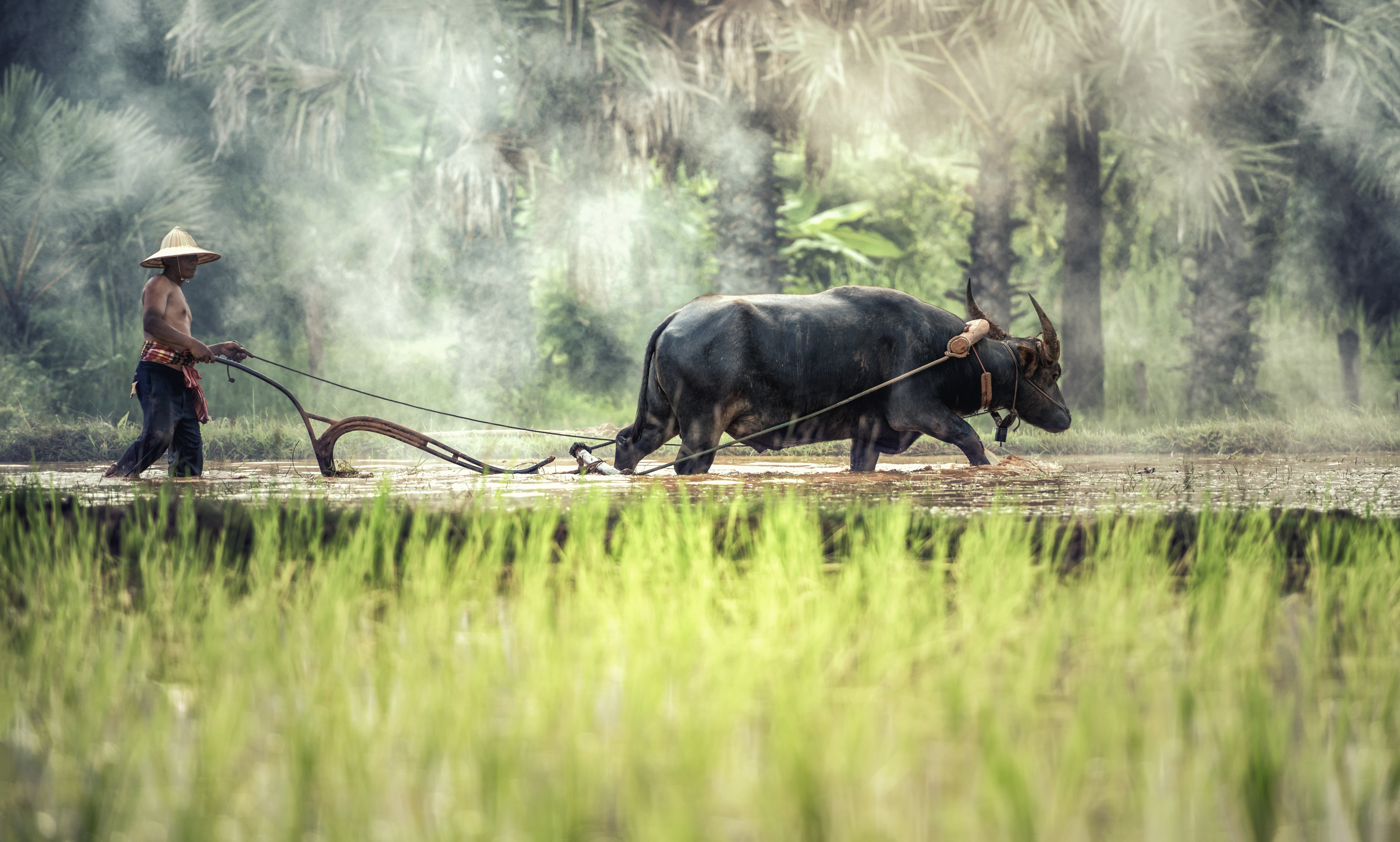 in the country, tradition, vertebrate, hat, myanmar burma, pathetic, operator, outdoor, culture, laos, the job, with growth, domestic animals, occupation, HD Wallpaper