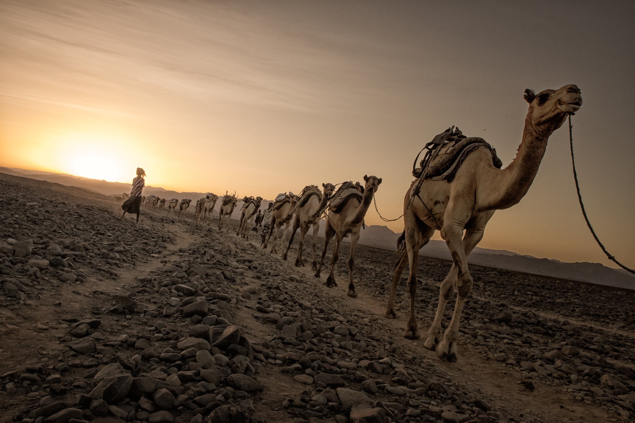 road, arabia, nature, walking on, camel  caravan, walking, camels, sahara Desert, work, landscape, dirt road, Salt, dromedary Camel, sand, ethiopia, F2, HD Wallpaper