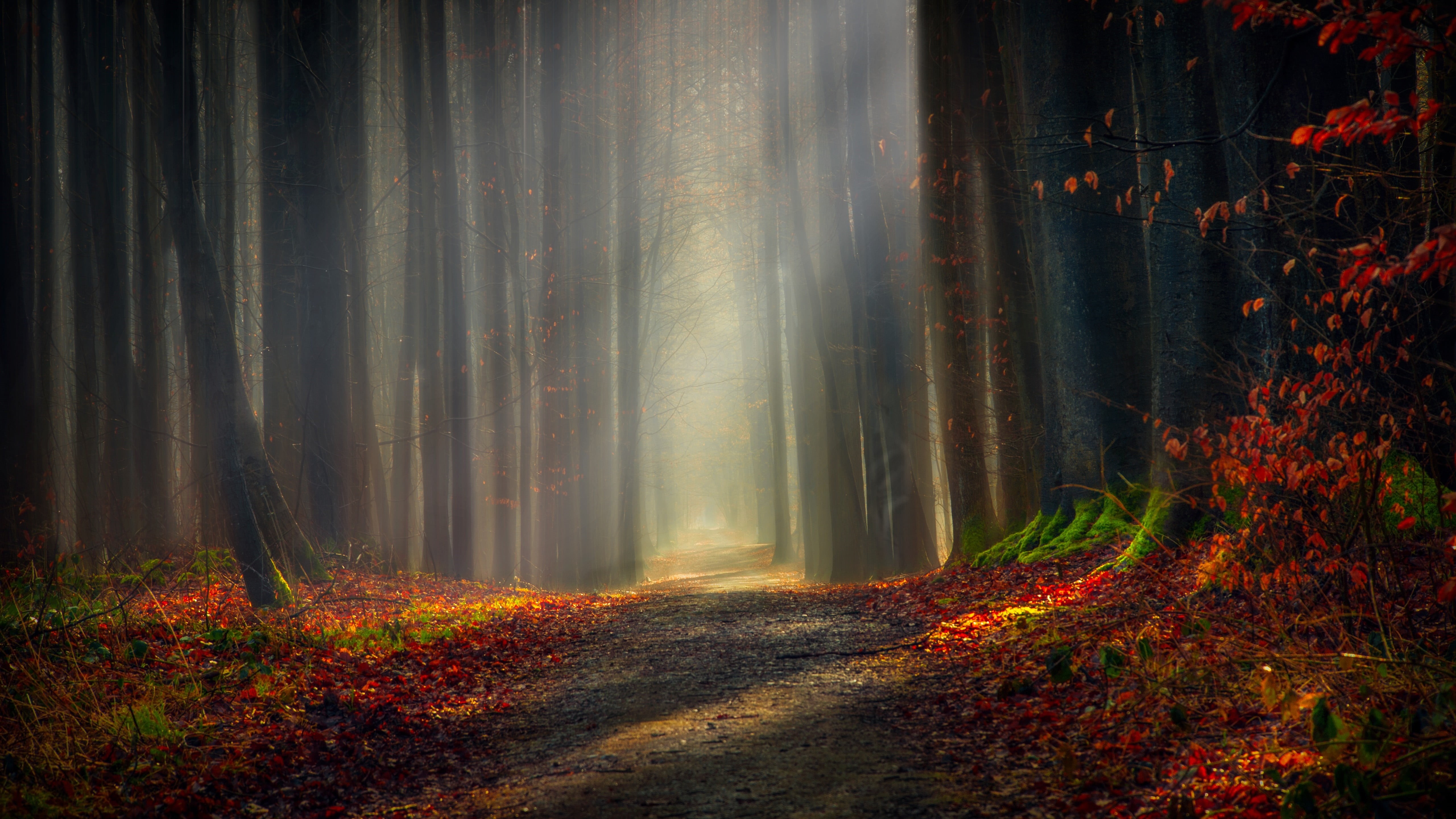 change, misty, land, woodland, trees, tranquil scene, idyllic, autumn, sunlight, landscape, scenics - nature, outdoors, plant, autumn forest, forest, environment, HD Wallpaper