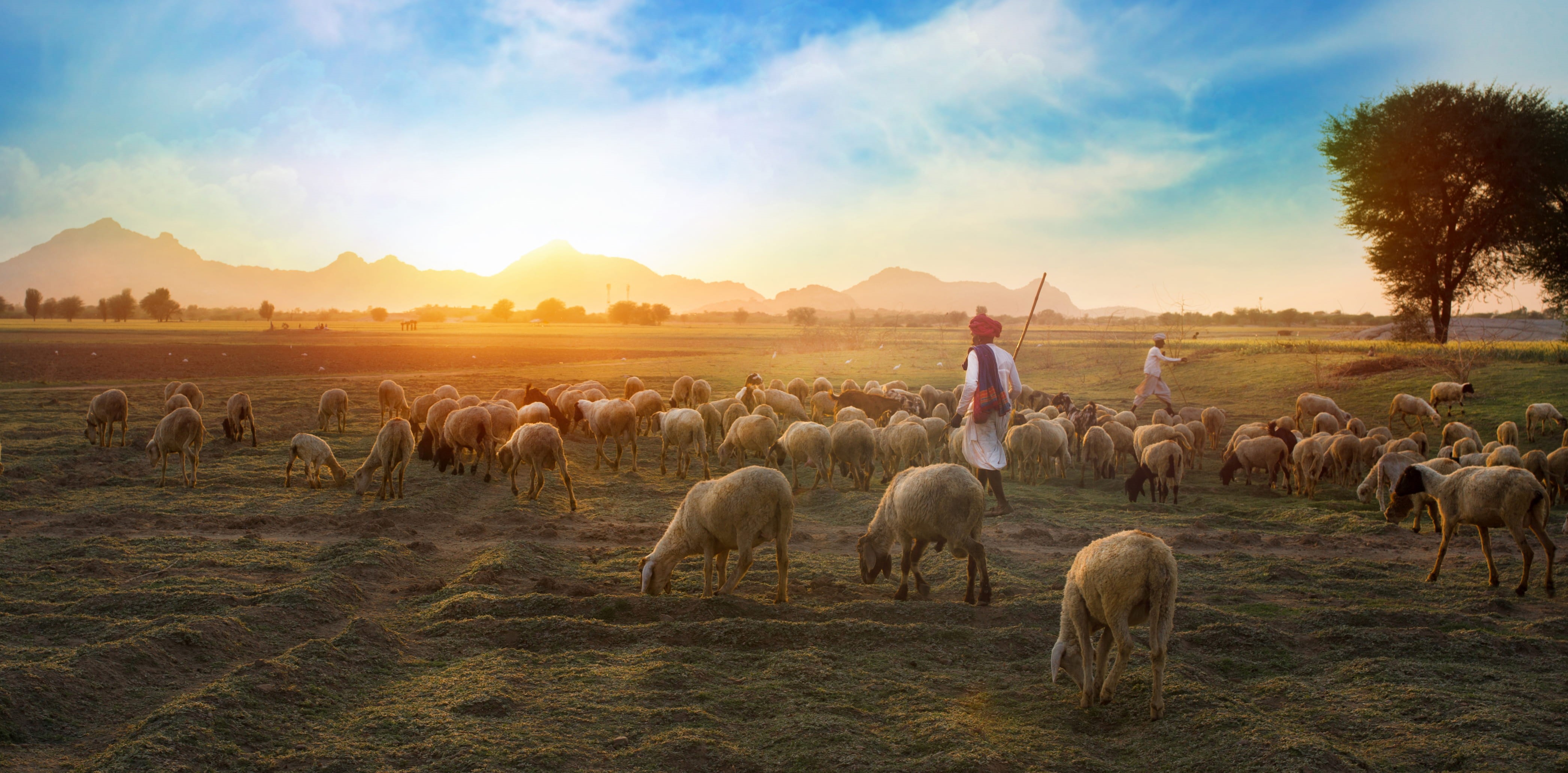 animal wildlife, farm, mountains, agriculture, trees, livestock, natural, grass, men, country, herd, mammal, walk, environment, rural, large group of animals, HD Wallpaper