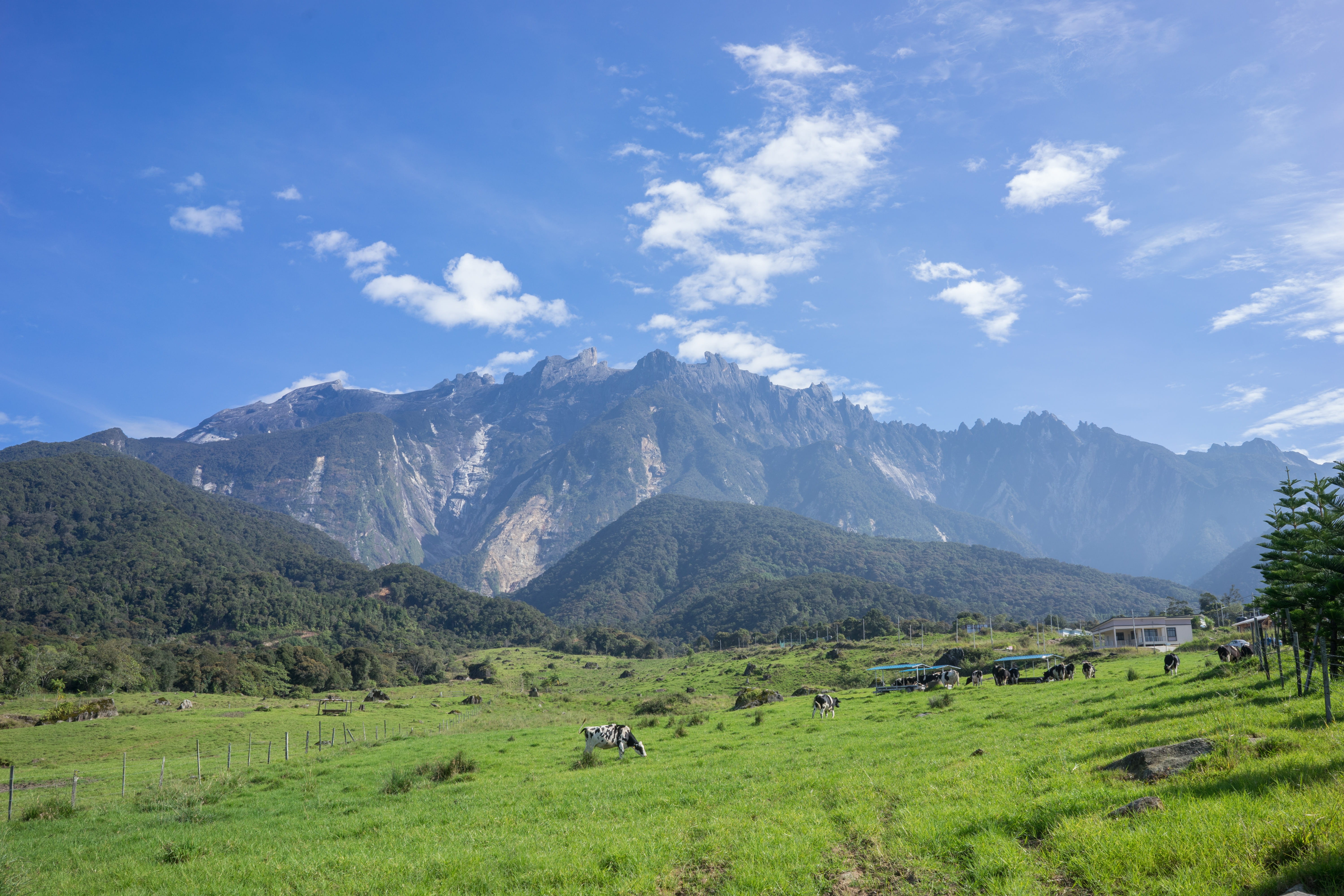 5K, farm, mountain peak, cow farm, sky, cloud - sky, cows, landscape, environment, outdoors, day, field, kundasang, prairie, beauty in nature, malaysia, HD Wallpaper