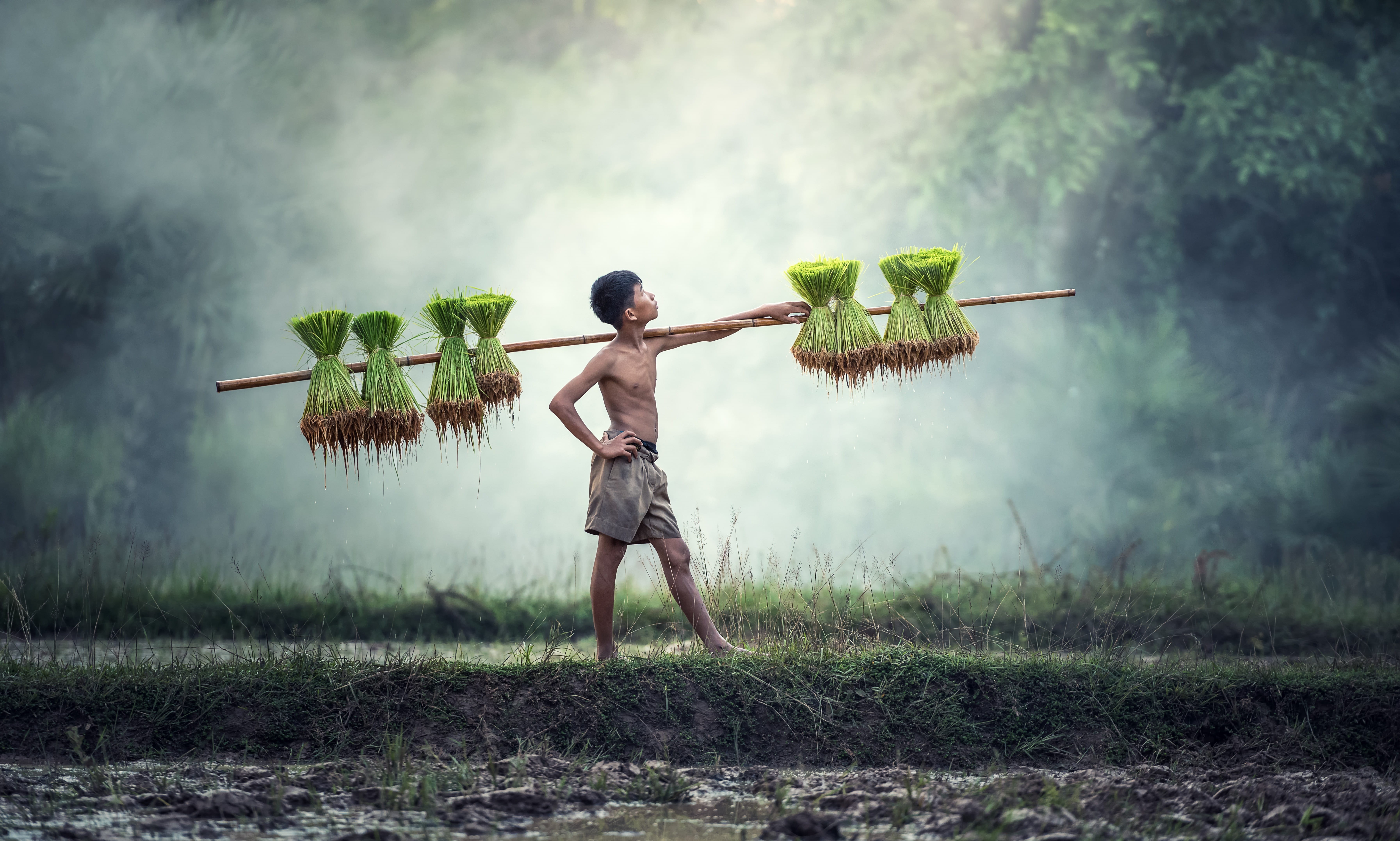 with growth, brown, tree, cultivate, vietnamese, harvesting, traditional, day, standing, hope, life, food, holding, golf club, adult, land, water, laos, HD Wallpaper