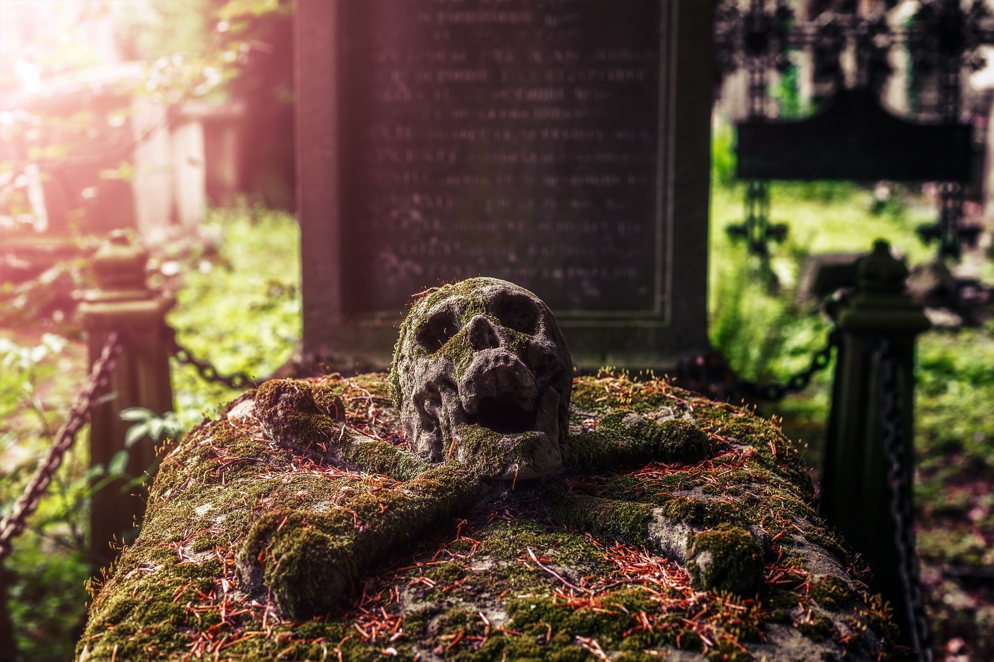 text, cemetery, one animal, 1080P, solid, sculpture, animal, grave, architecture, animal themes, representation, skull, plant, graveyards, close-up, nature, HD Wallpaper