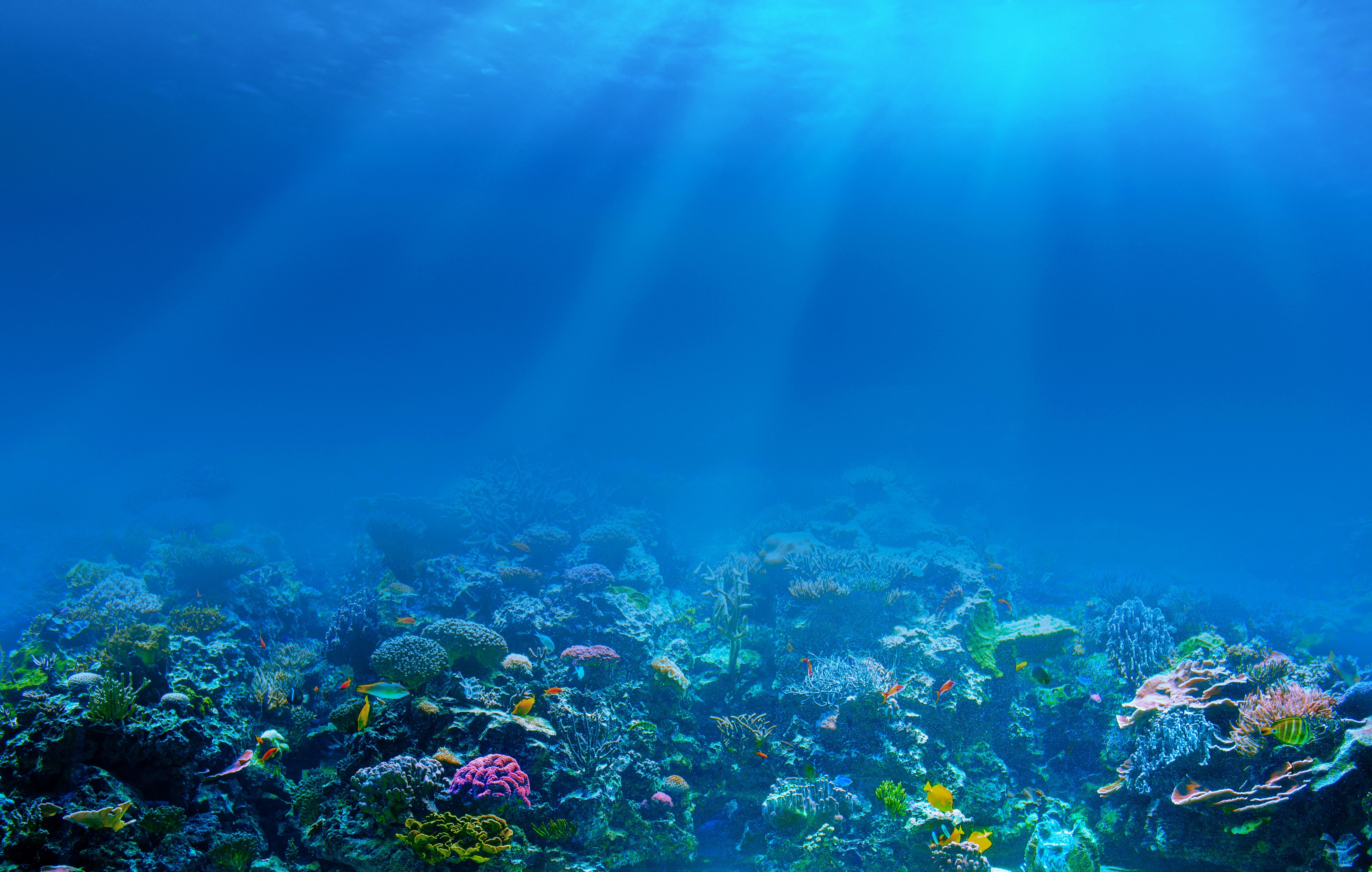 outdoors, fish, nature, beauty in nature, animal themes, invertebrate, sea life, sea, animal, purity, 8K, blue, underwater, reef, coral, water, ecosystem, HD Wallpaper