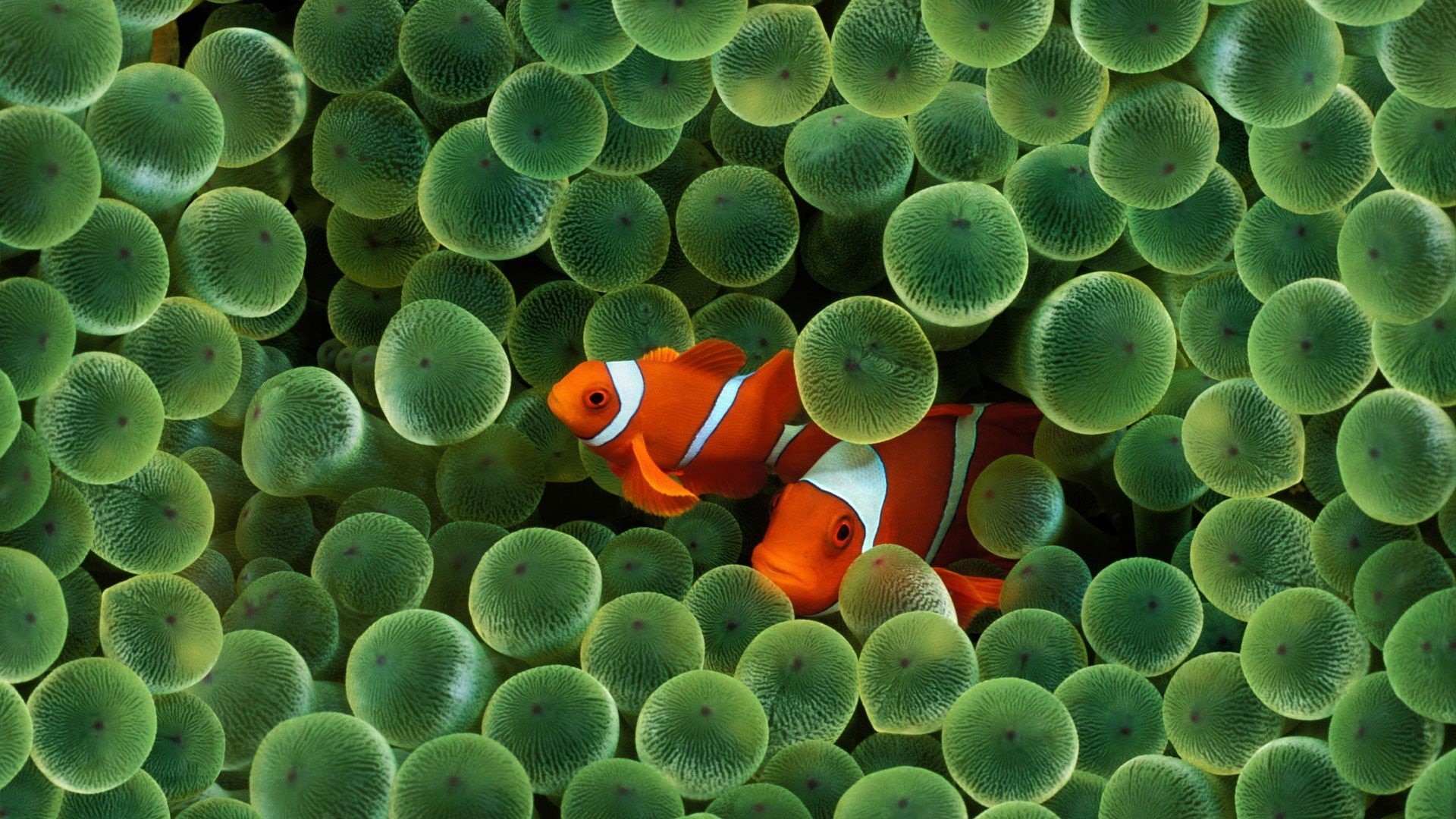 orange color, animal wildlife, water, sea anemone, vertebrate, clownfish, two, animals in the wild, undersea, clown, animal, fishes, invertebrate, sea life, HD Wallpaper