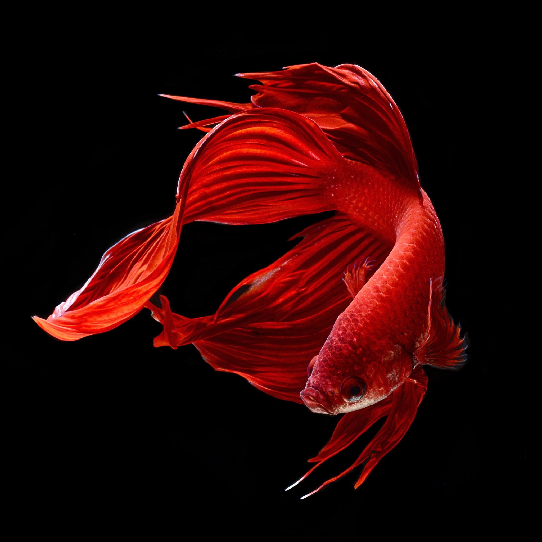 red, fish, siamese, colorful, fighting, 1080P, betta, tropical, Phone HD Wallpaper