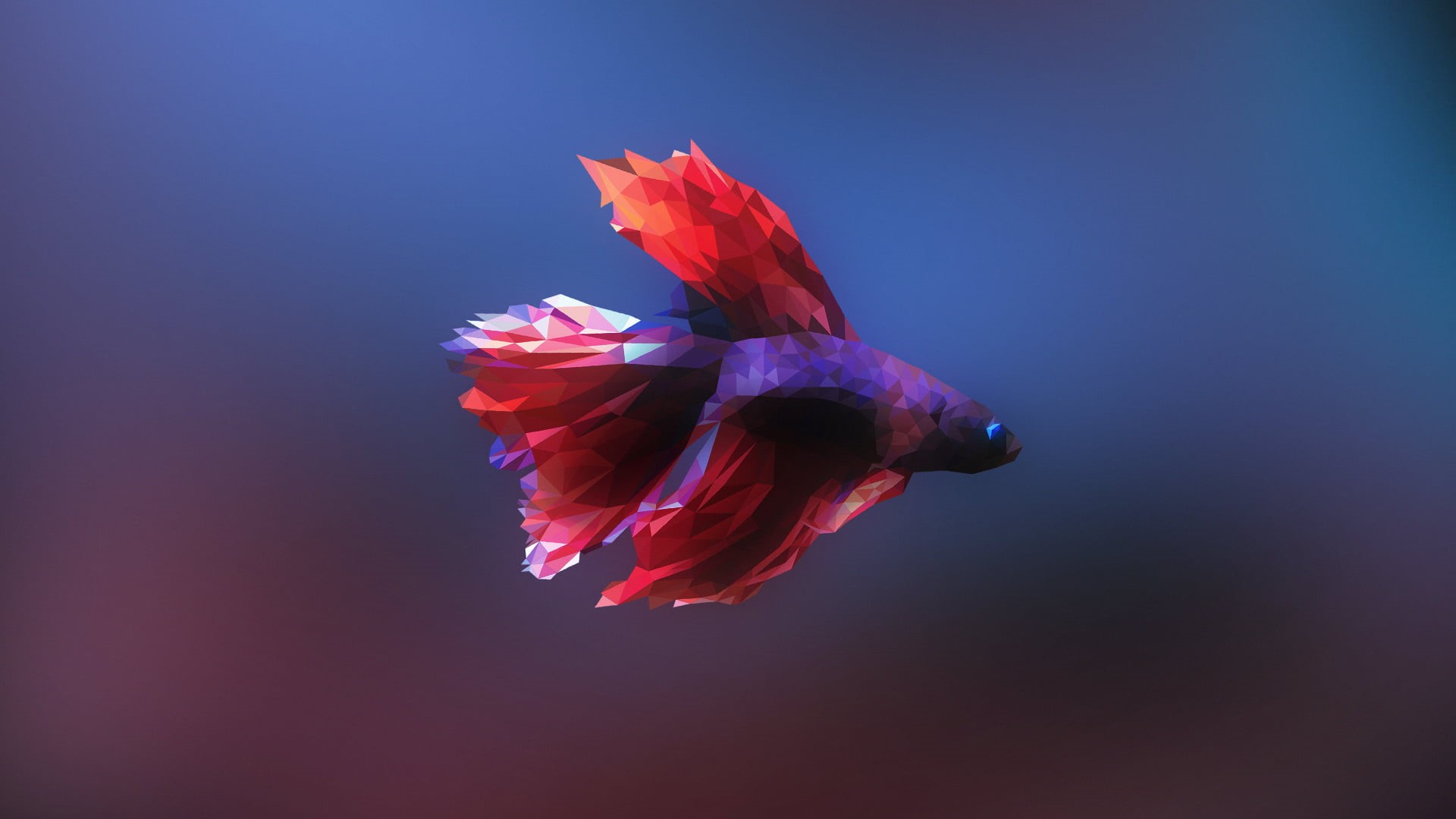 no people, purple, beauty in nature, indoors, fish, studio shot, colored background, low poly, close-up, petal, freshness, blue background, vulnerability, HD Wallpaper