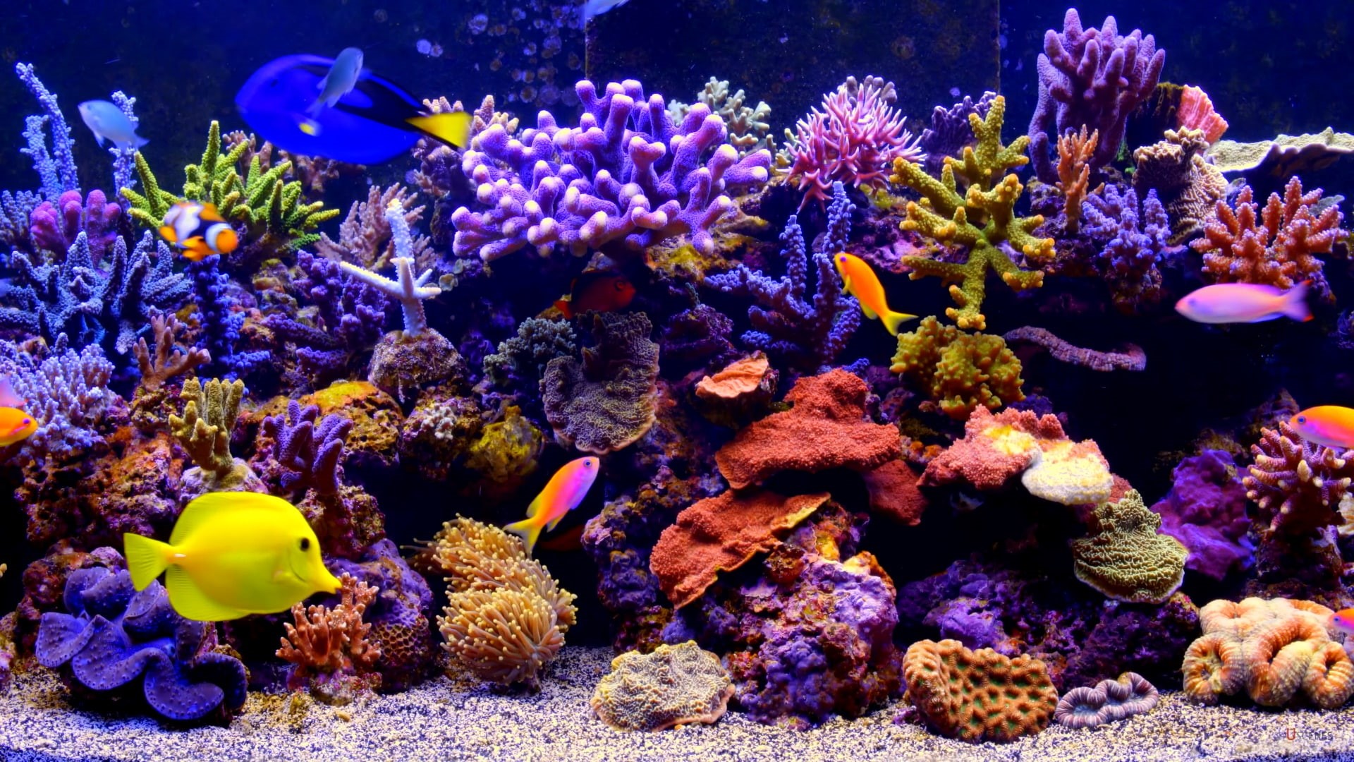 aquarium, coral reef fish, reef, fish, 1080P, HD Wallpaper