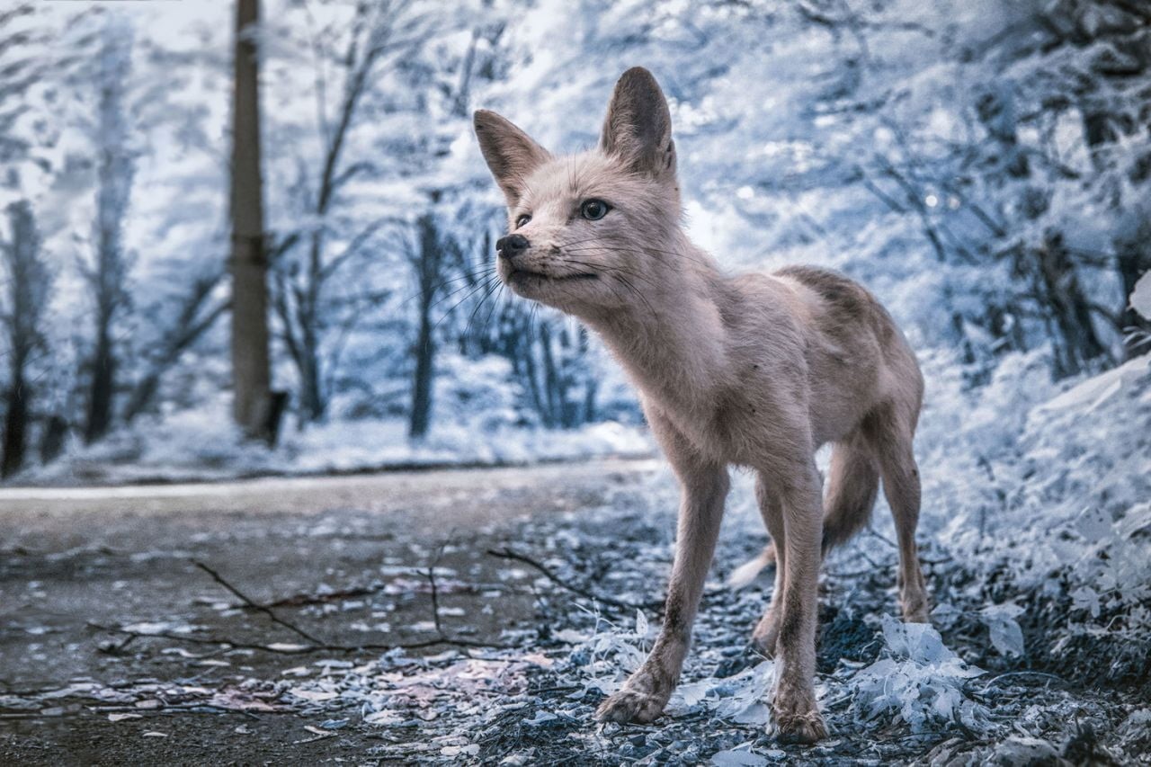 landscape, nature, animal, animal wildlife, no people, trees, photography, domestic, forest, 720P, cold temperature, animals in the wild, woodland, Chernobyl, HD Wallpaper