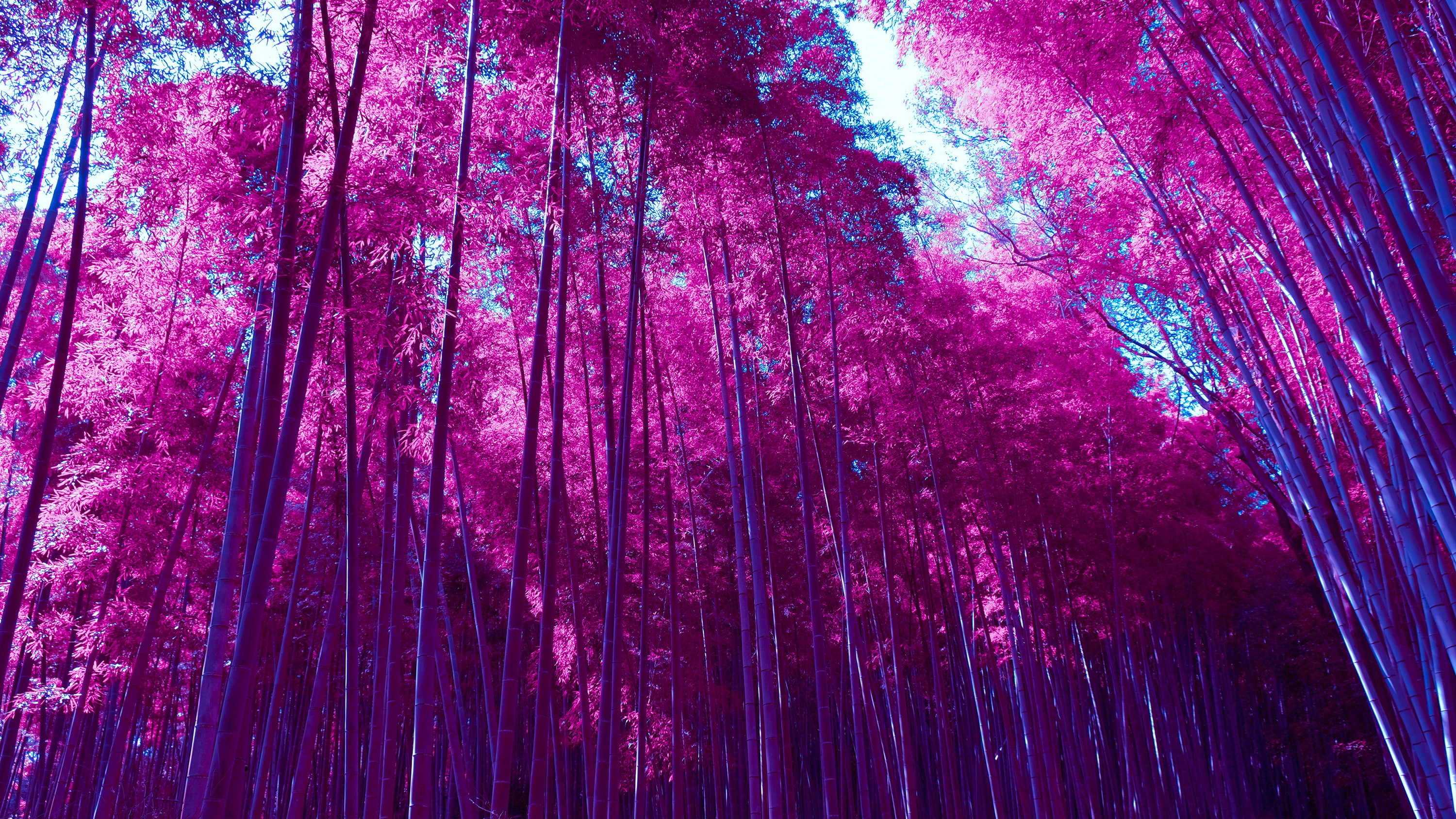 Bamboo, Arashiyama, Grove, Infrared, Forest, 2K, HD Wallpaper