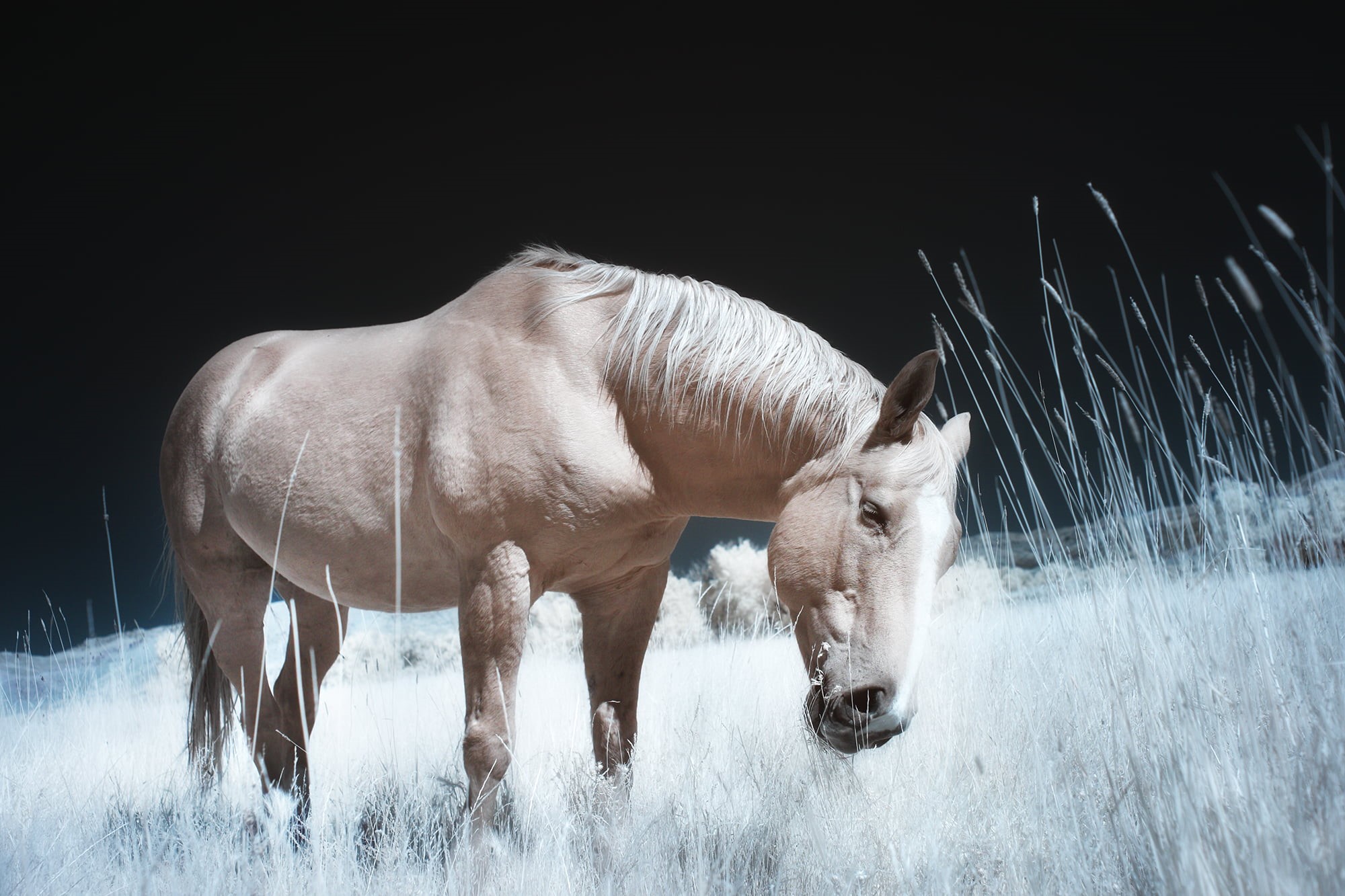TLC, meadow, mammal, trial lawyers, horse, infrared, nature, snow, winter, pasture, animal, caballo, college, farm, stallion, horses, IR, field, mare, outdoors, HD Wallpaper