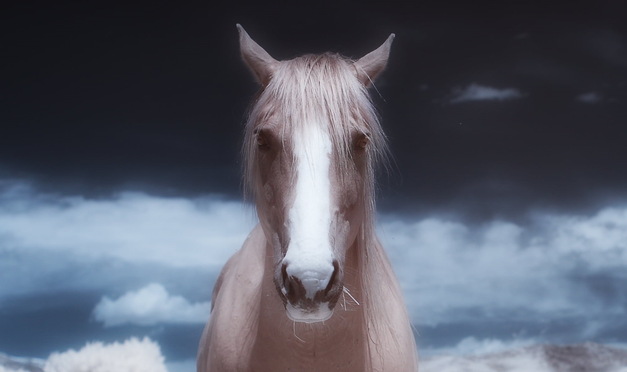 portraits, equine, horse, stallion, infrared, 1080P, brown, white, sky, white horse, IR, farm, caballo, mane, nature, max  brown, mammal, animal, the little dog laughed, HD Wallpaper