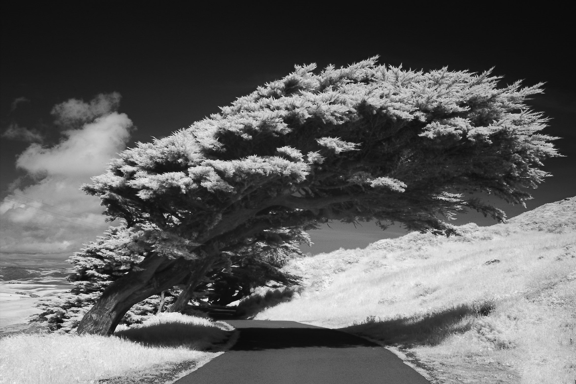 Trees, infrared, photography, x, abstract, monochrome, roads, 1080P, art, hd, HD Wallpaper
