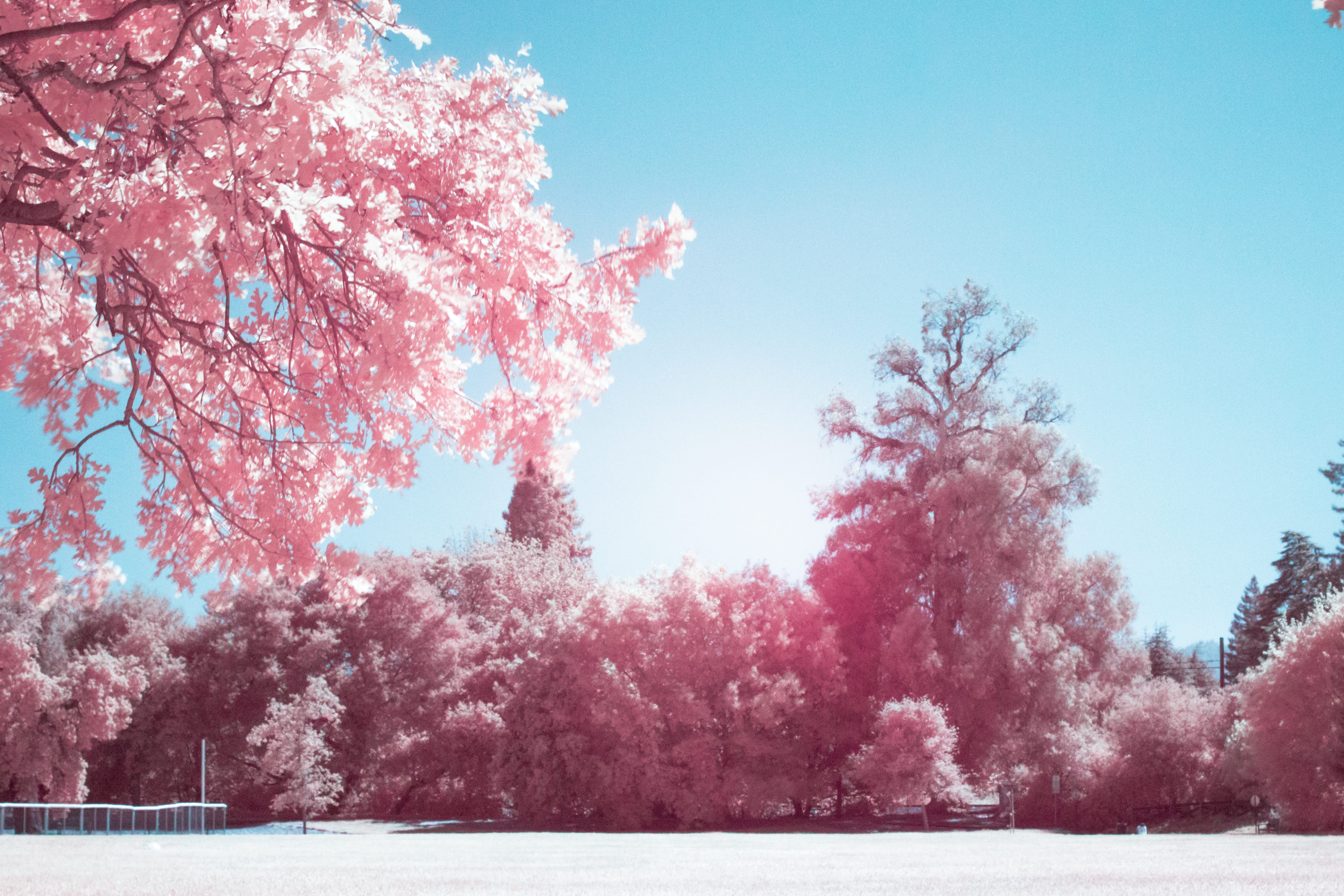 sky, spring, trees, growth, glow, park, tranquil scene, flower, pink, springtime, no people, scenics - nature, holbrook palmer park, beauty in nature, outdoors, HD Wallpaper