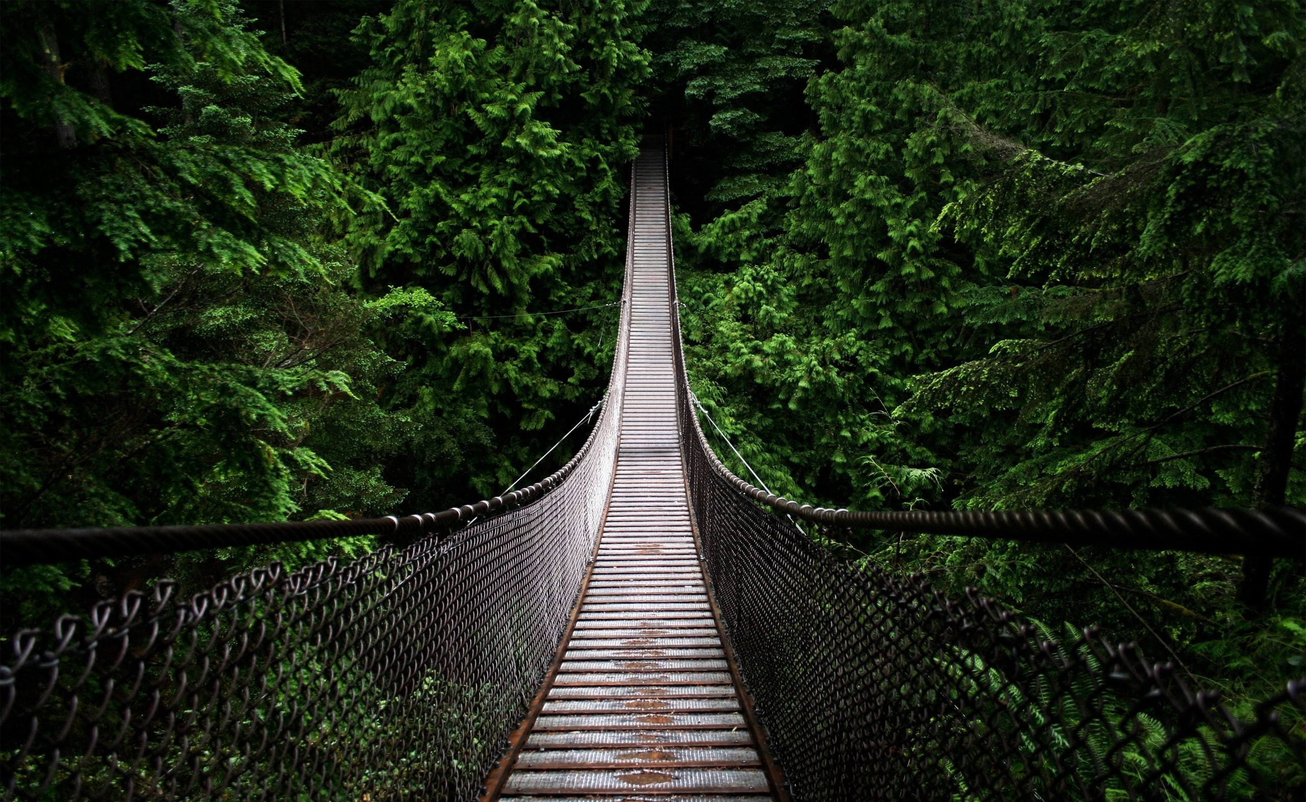 tranquility, growth, gray, no people, diminishing perspective, land, Woods, bridge - man made structure, Bridge, plant, long, built structure, green color, HD Wallpaper