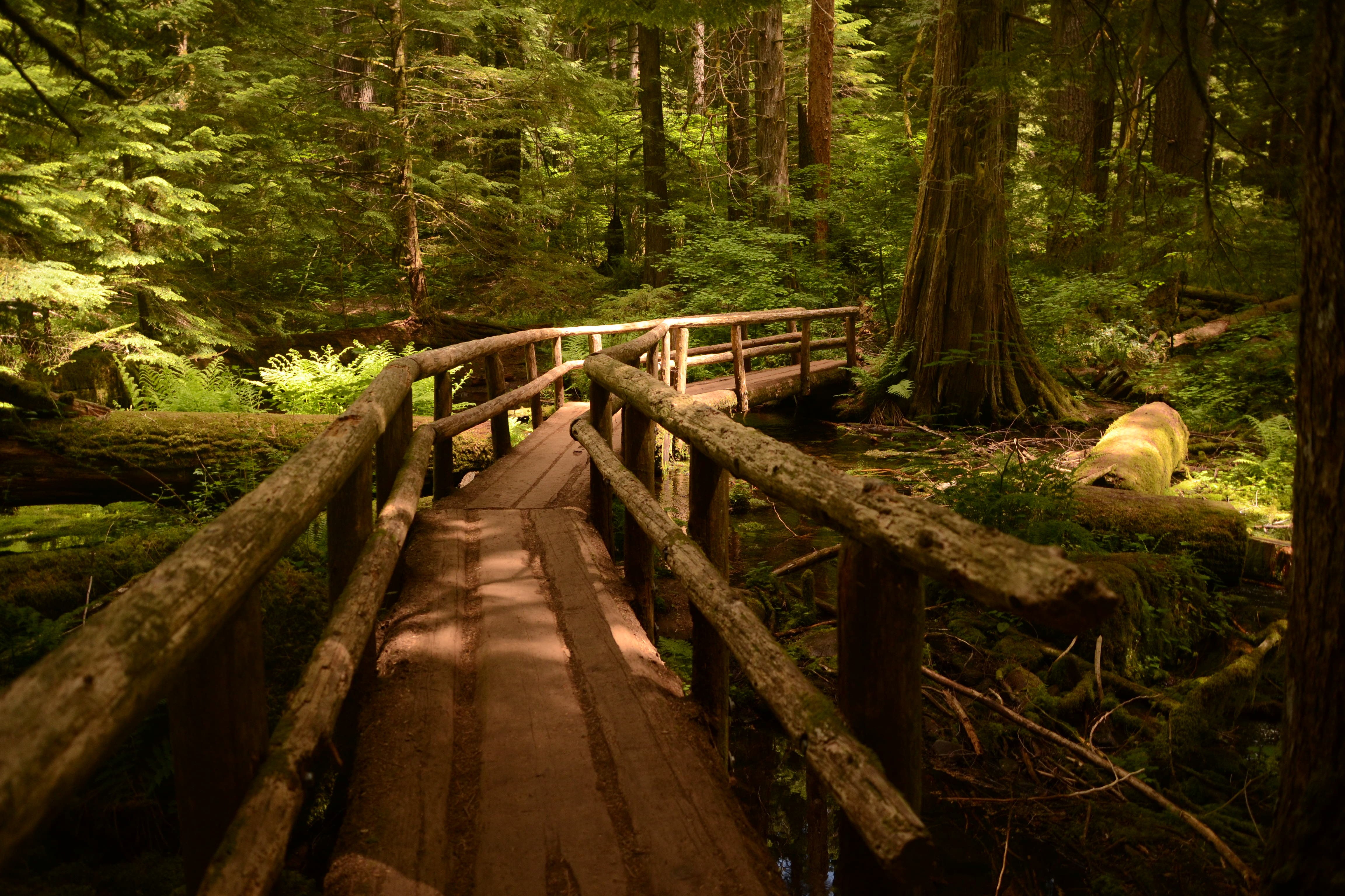 outdoors, day, land, growth, bridge - man made structure, wood, Oregon, wood - material, 4K, nature, connection, bridge, tranquil scene, forest, tranquility, HD Wallpaper