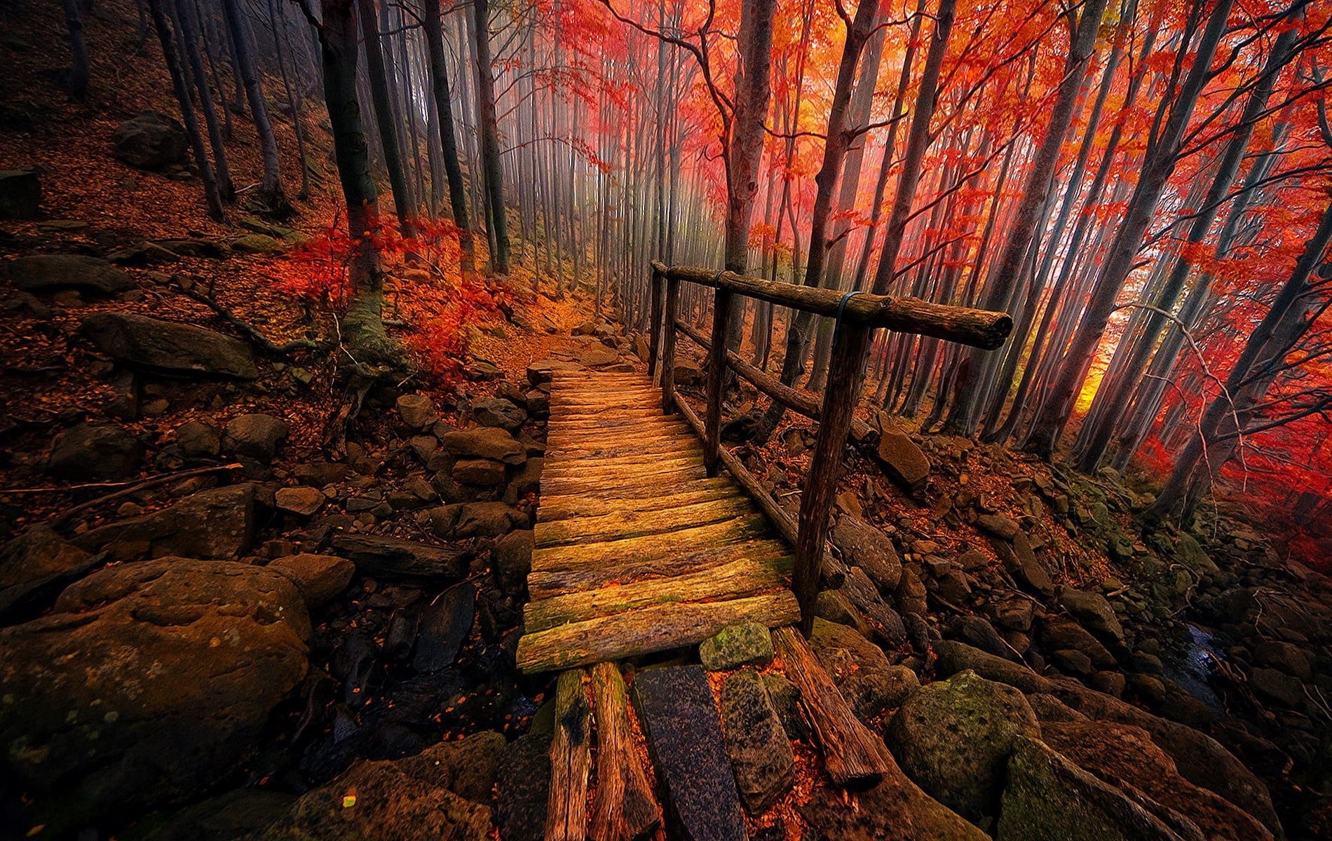 plant, branch, woodland, mystery, tranquil Scene, footpath, steps and staircases, no People, fog, trees, non-urban scene, tree, colorful, leaf, backgrounds, HD Wallpaper