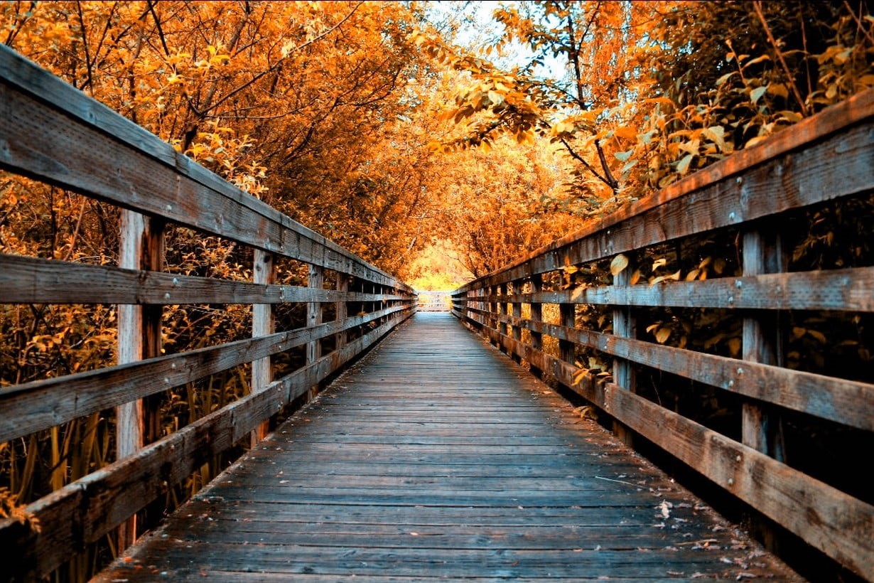 autumn collection, blue, road, no people, orange color, leaves, bridge, plant, diminishing perspective, outdoors, nature, landscape, connection, trees, HD Wallpaper