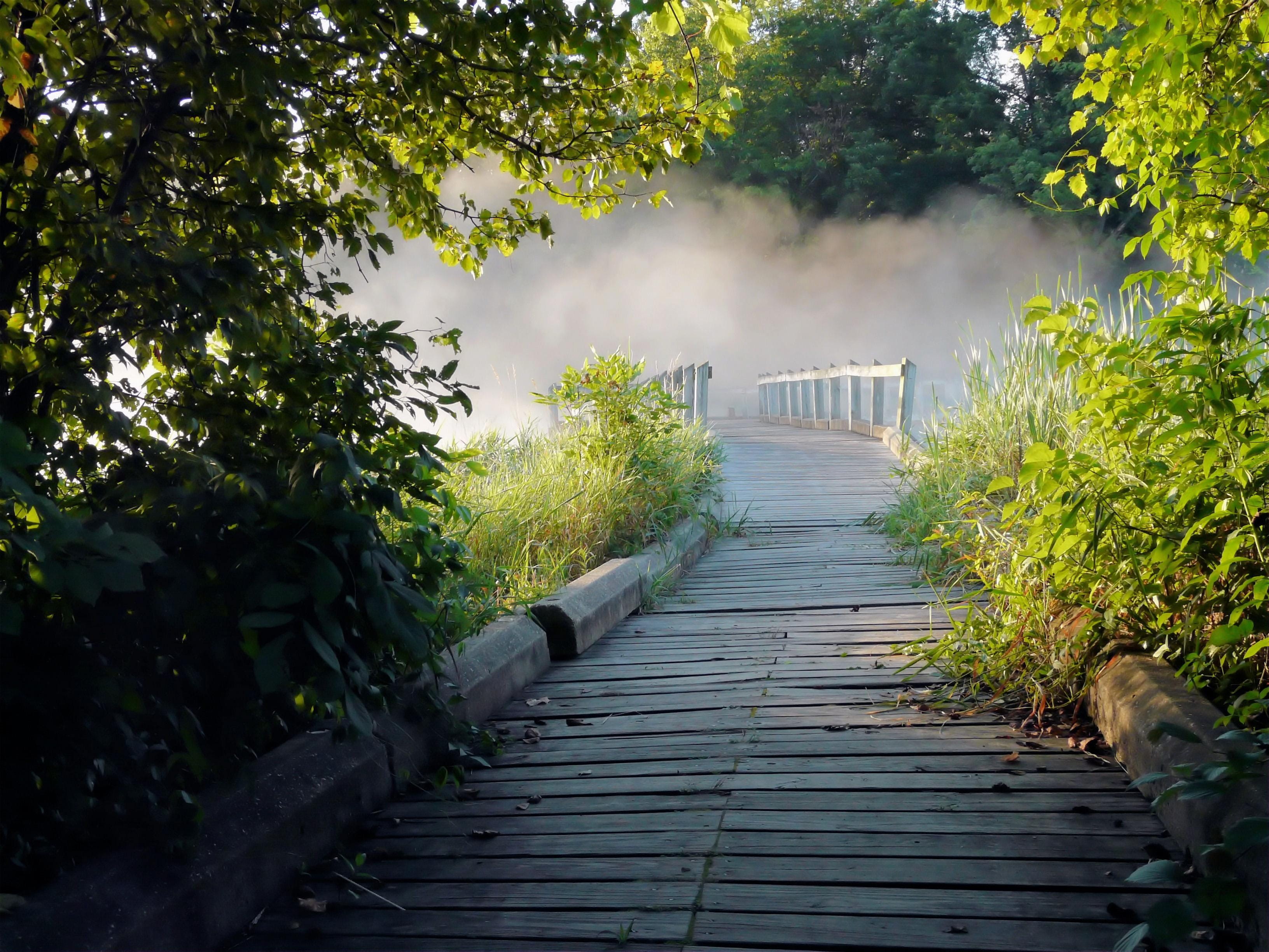 bench, bridge - Man Made Structure, bridge, footpath, photo, no People, mist, land, forest, nature, boardwalk, landscape, 2K, Fog, wooden, walkway, direction, HD Wallpaper