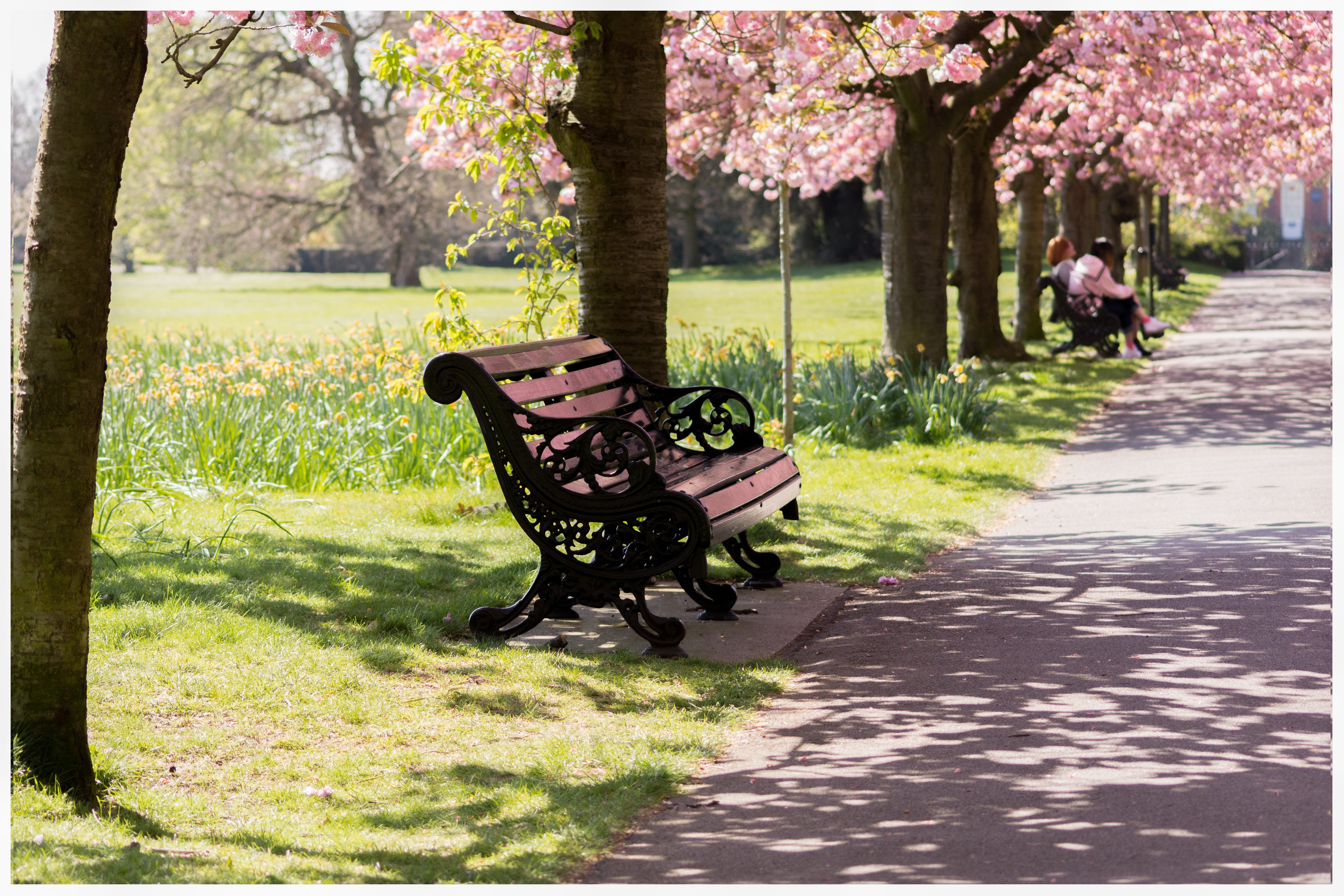 nature, english, capital, hyde, green, scenery, park - man made space, tree, park bench, plant, dramatic, wooden, united, person, photo, light, uk, garden, HD Wallpaper