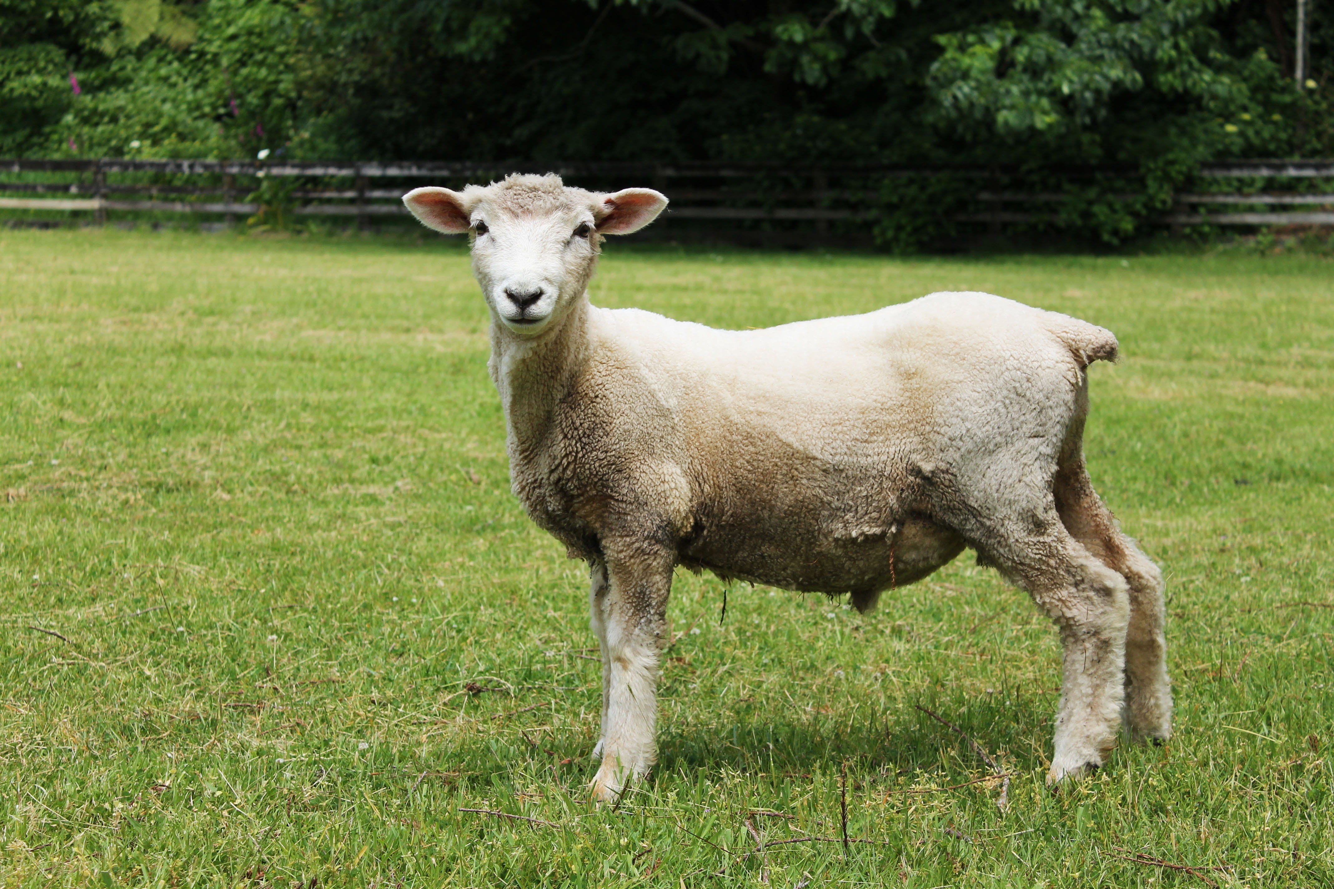 domestic animals, gardening, landmark, animal, hedges, green, sheep, old, travel, exterior, yard, design, monteverde, lawn, architecture, blue, domestic, HD Wallpaper