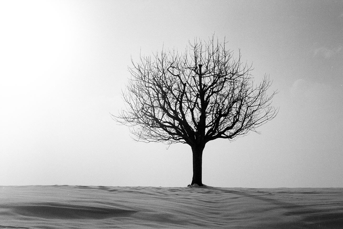 Analogue, Summicron, Flickr, Schwarz  Weiss, tree, Black  White, Ric, branch, 35mm Film, Decisive Moment, nature, silhouette, best camera, tog, grayscale, HD Wallpaper