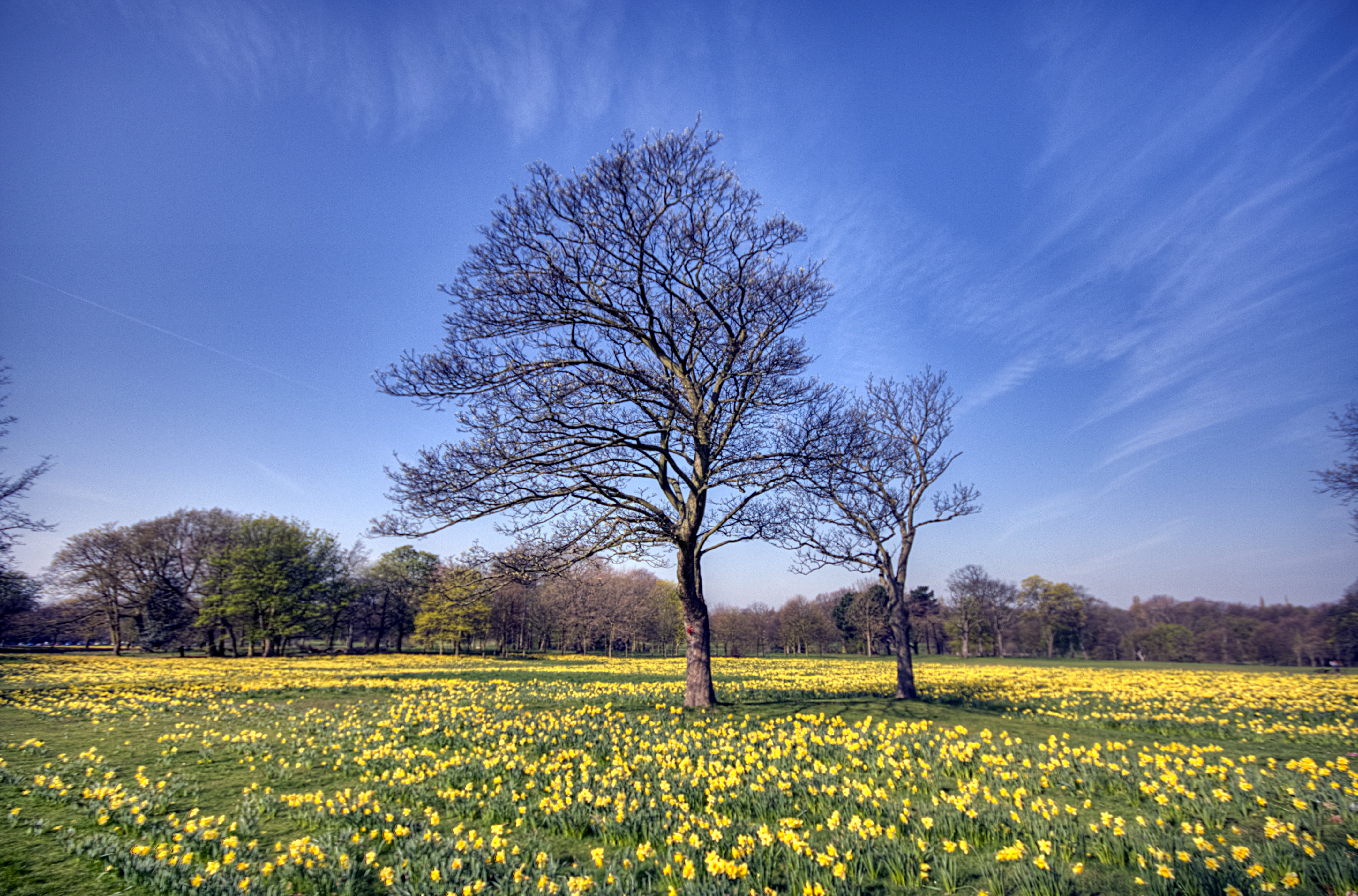 sefton  park, nature, summer, petaled, rural Scene, field, yellow, sky, tree, outdoors, marie  curie, agriculture, daffodil, landscape, blue, springtime, HD Wallpaper