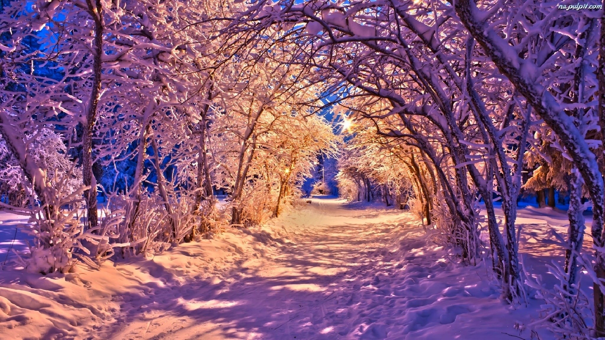 branch, rural Scene, non-Urban Scene, beauty In Nature, ice, day, winter, path, diminishing perspective, scenics - nature, season, christmas, nice, leafless, HD Wallpaper