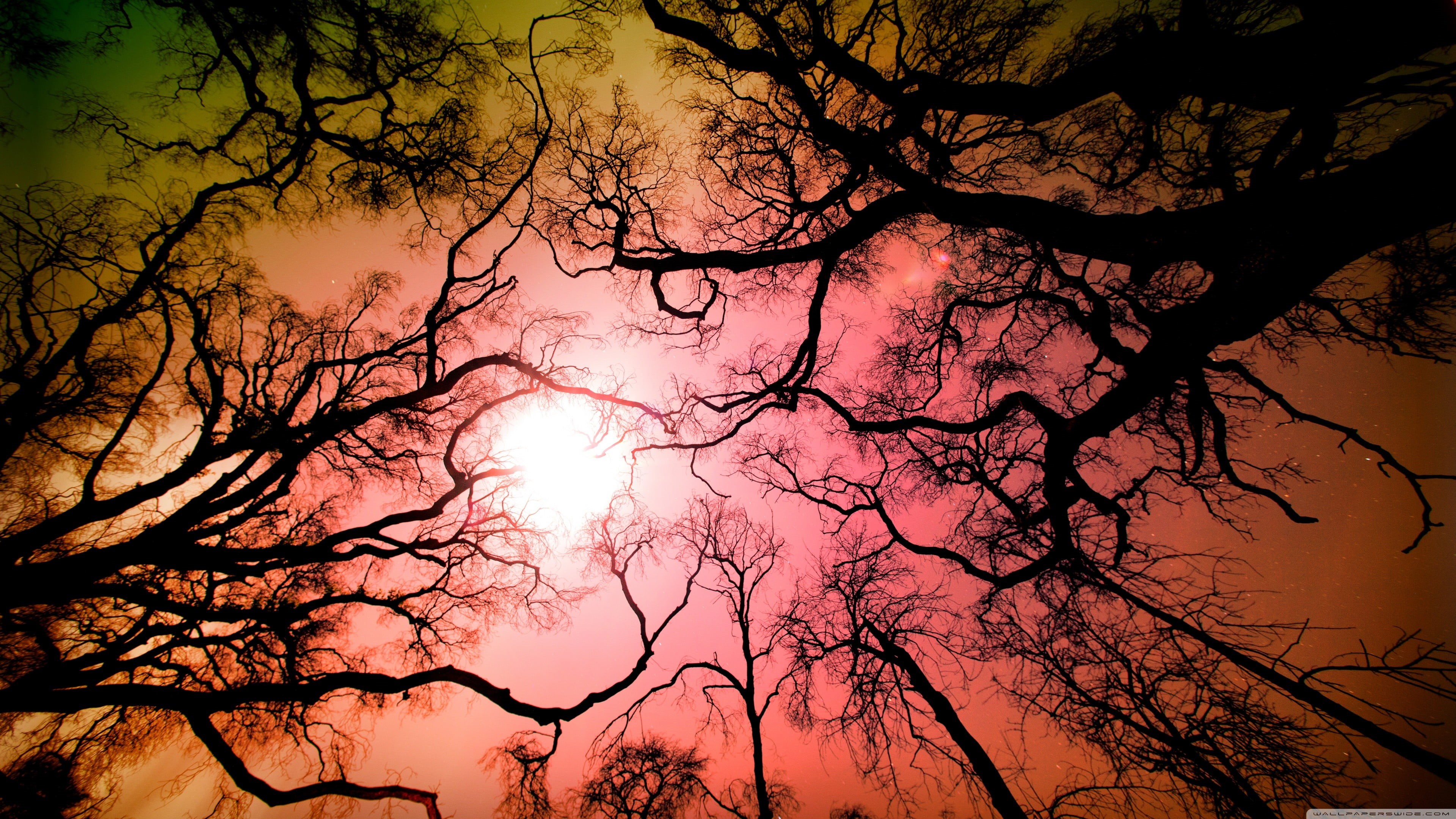 no people, plant, night, cloud - sky, trunk, sunset, bare tree, tranquil scene, trees, tree trunk, 4K, branch, low angle view, nature, silhouette, forest, HD Wallpaper