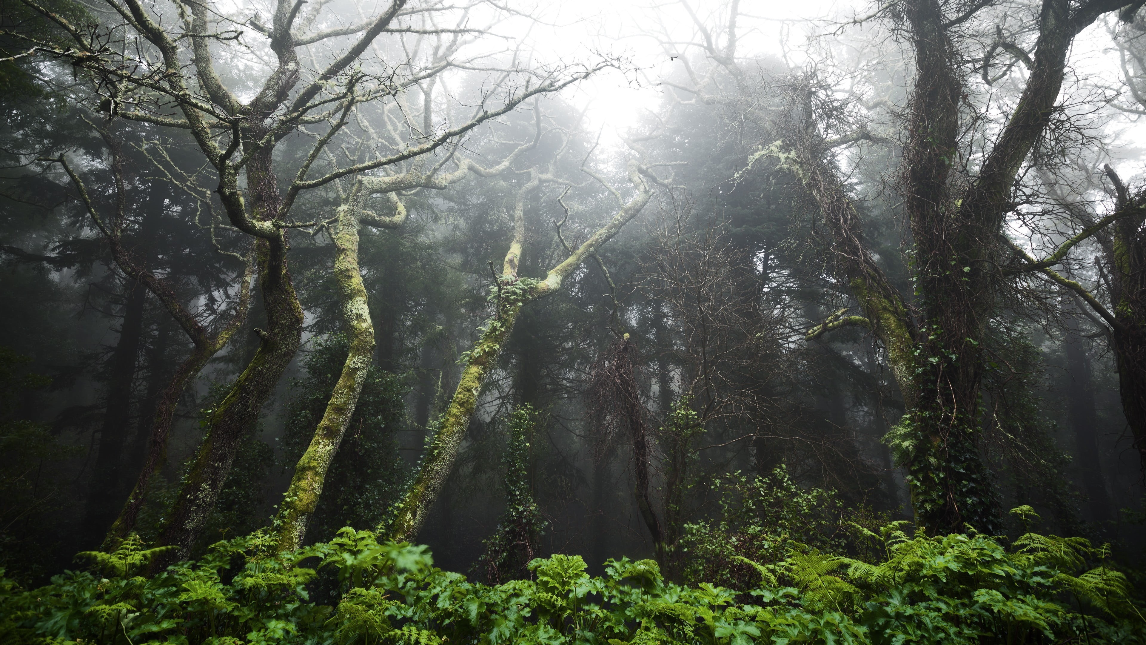 tranquil scene, rainforest, environment, non-urban scene, plant, tranquility, beauty in nature, tree, trees, day, no people, streaming, tree trunk, 4K, HD Wallpaper