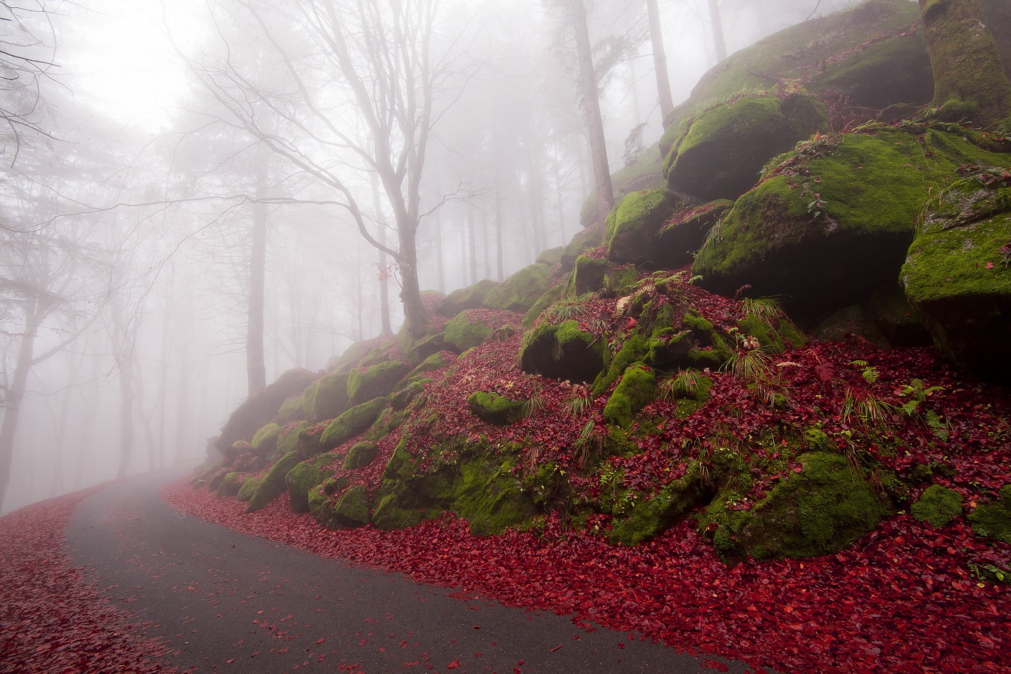 direction, plant, leafless, non-urban scene, scenics - nature, growth, environment, 1080P, trees, change, forest, beauty in nature, the way forward, nature, HD Wallpaper