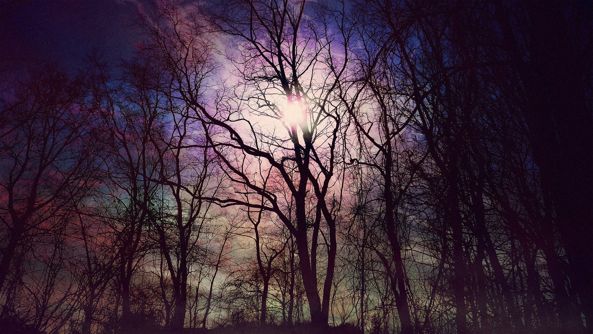 leafless, forest, 1080P, silhouette, tranquil scene, tree trunk, landscape, trees, no people, scenics - nature, sky, tree, low angle view, bare tree, sunset, HD Wallpaper