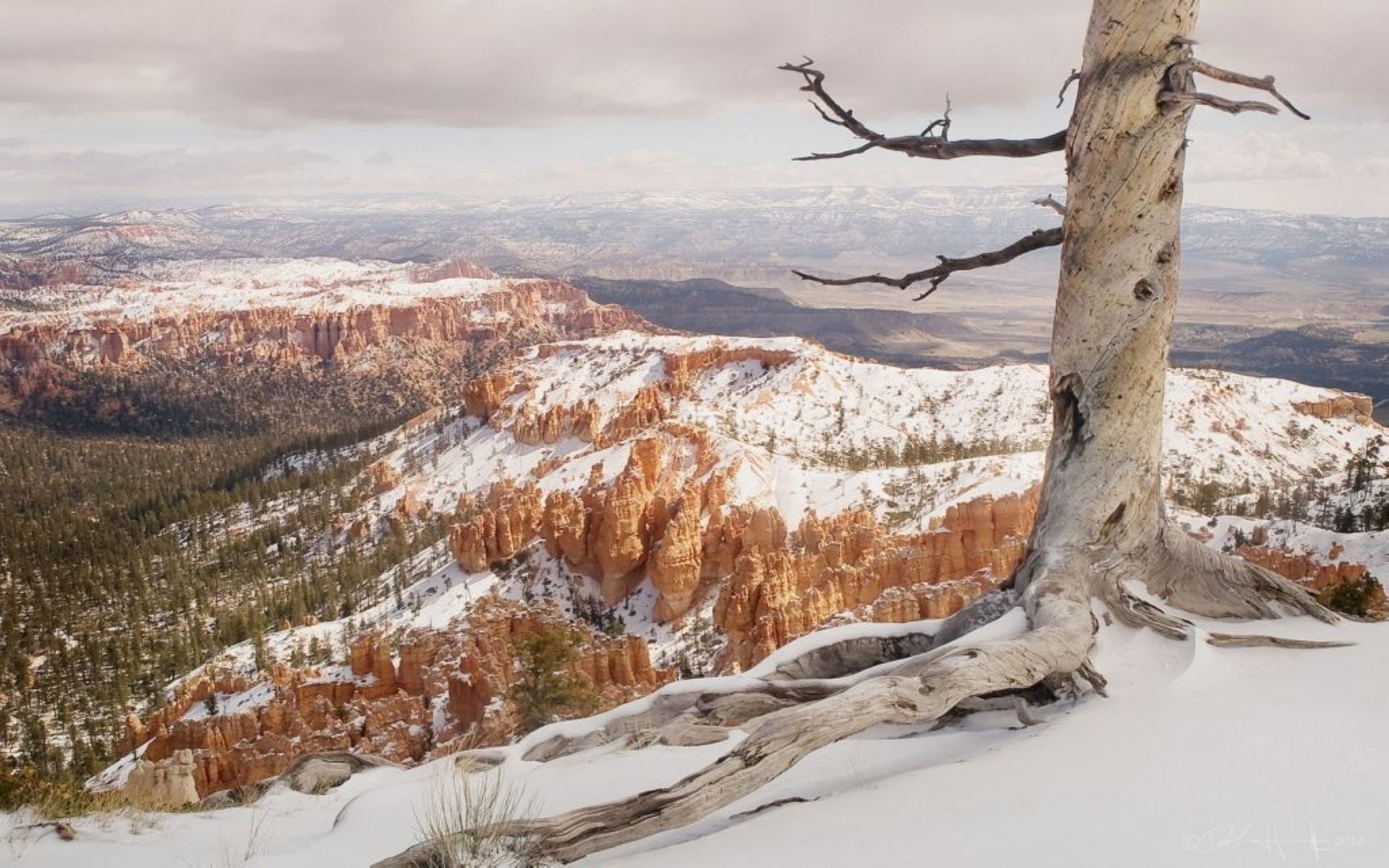 plant, mountain, mountains, scenics - nature, rock, beauty in nature, woodland, bare tree, dead plant, branch, nature, trees, tranquil scene, no people, HD Wallpaper