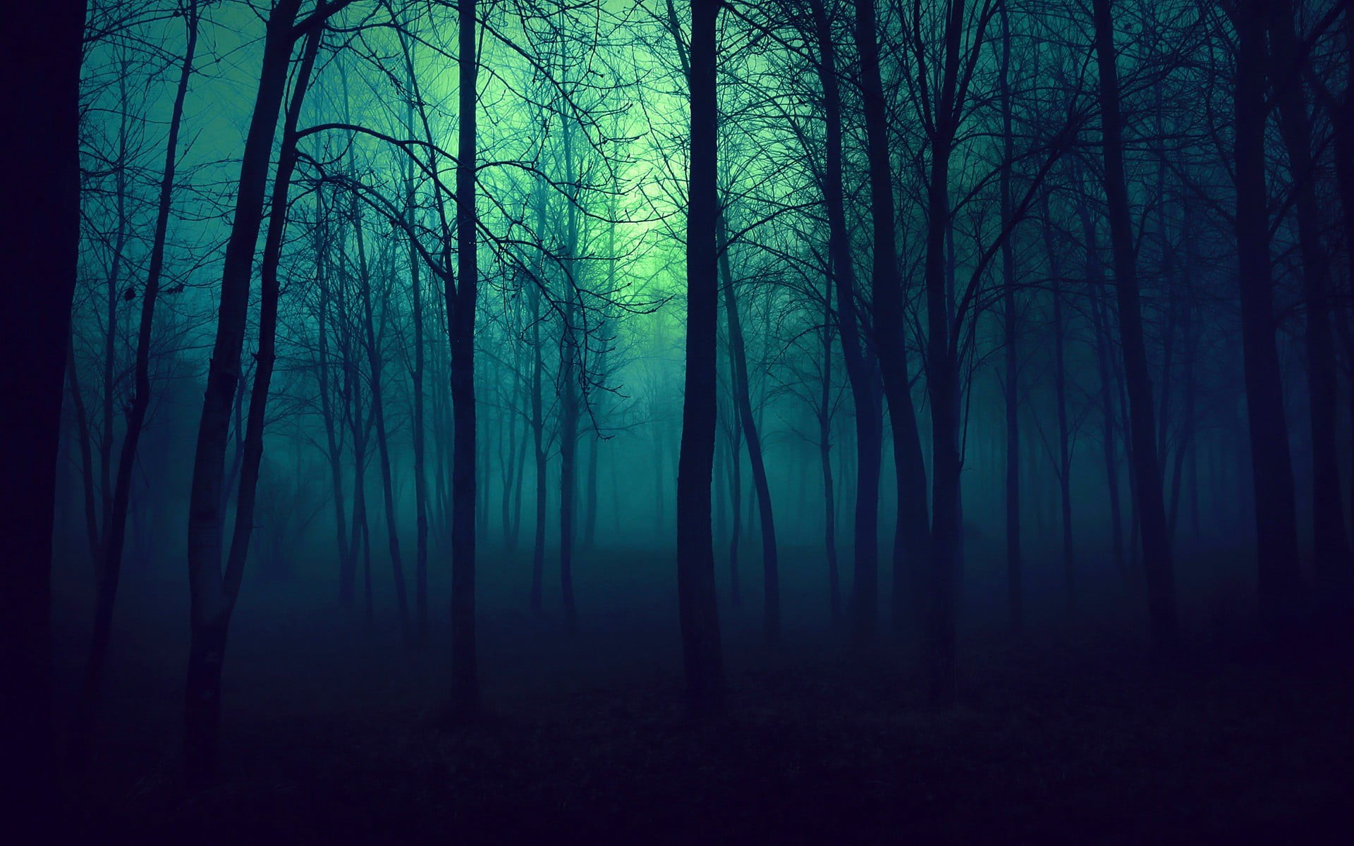 woodland, non-urban scene, no people, plant, mystery, landscape, tranquility, trunk, leafless, fog, blue, 1080P, scenics - nature, forest, nature, outdoors, HD Wallpaper