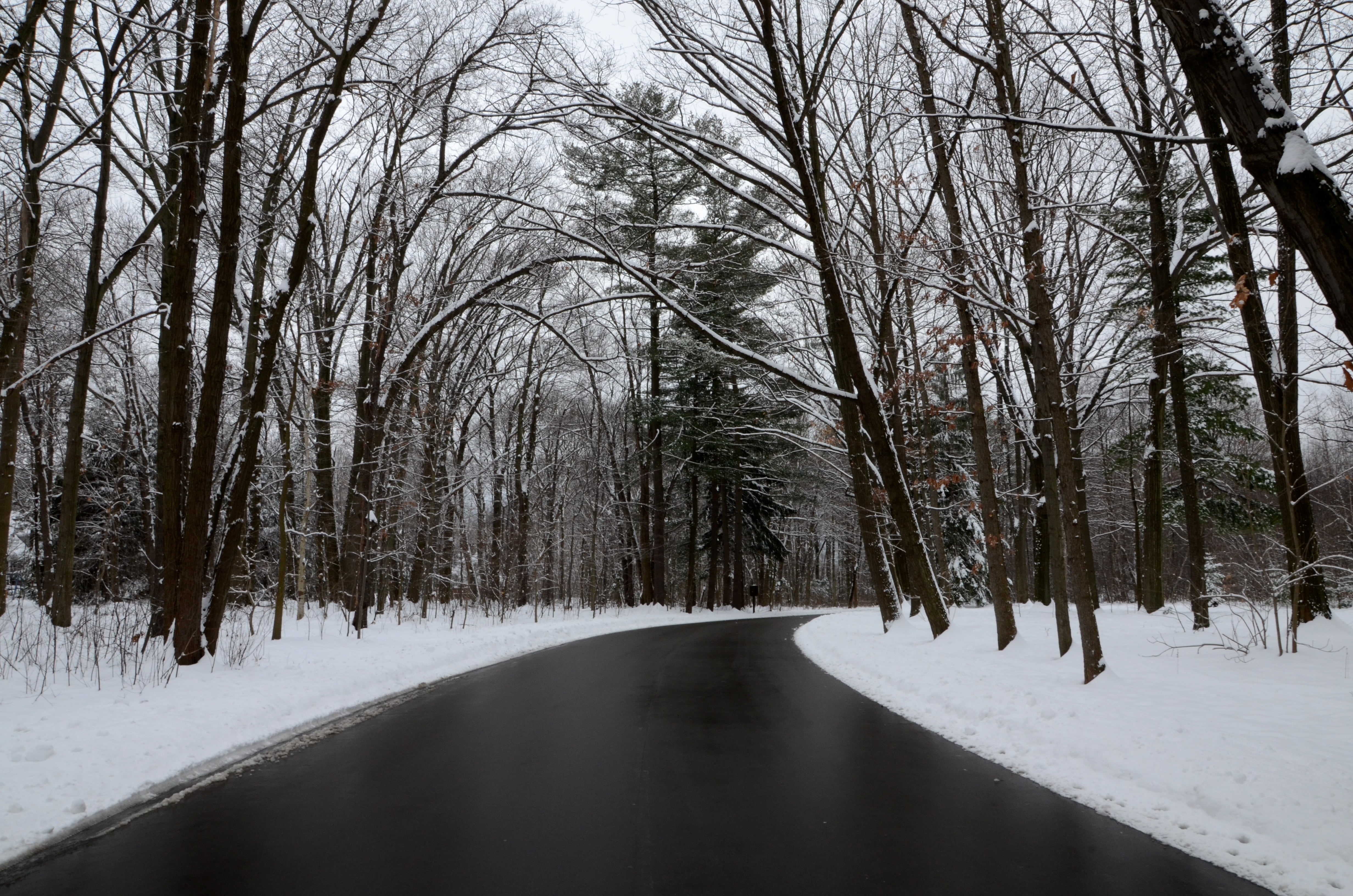 nature, leafless, outdoors, frozen, landscape  park, forest, frost, buhl, trees, road, street, cold - Temperature, season, snow, weather, winter, landscape, HD Wallpaper
