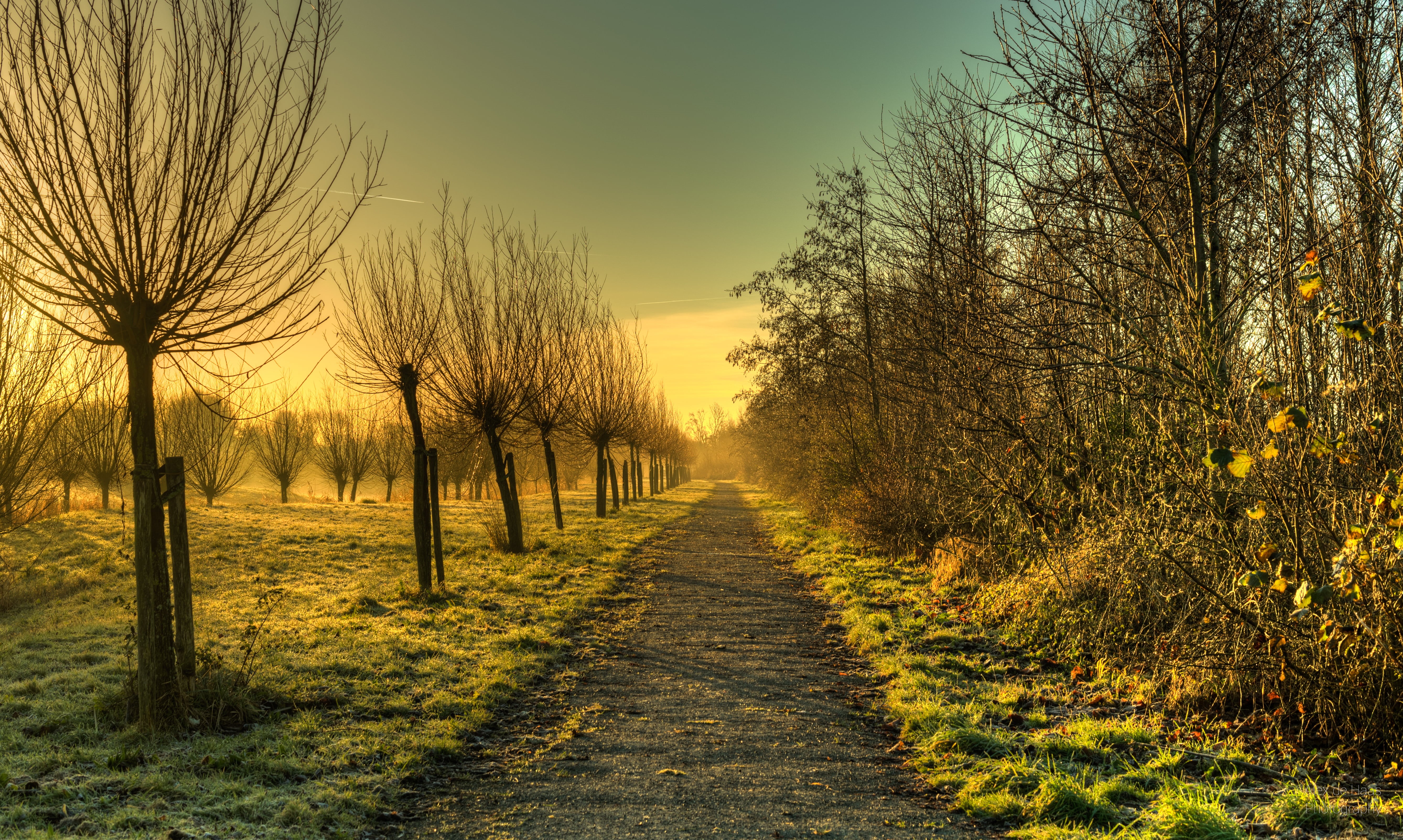 tree, HDR, high dynamic range, path, landscape, Nikon D5, tree line, sunset, kale, Noord-Holland, outdoors, forest, outdoor, beautiful, rural Scene, polder, HD Wallpaper