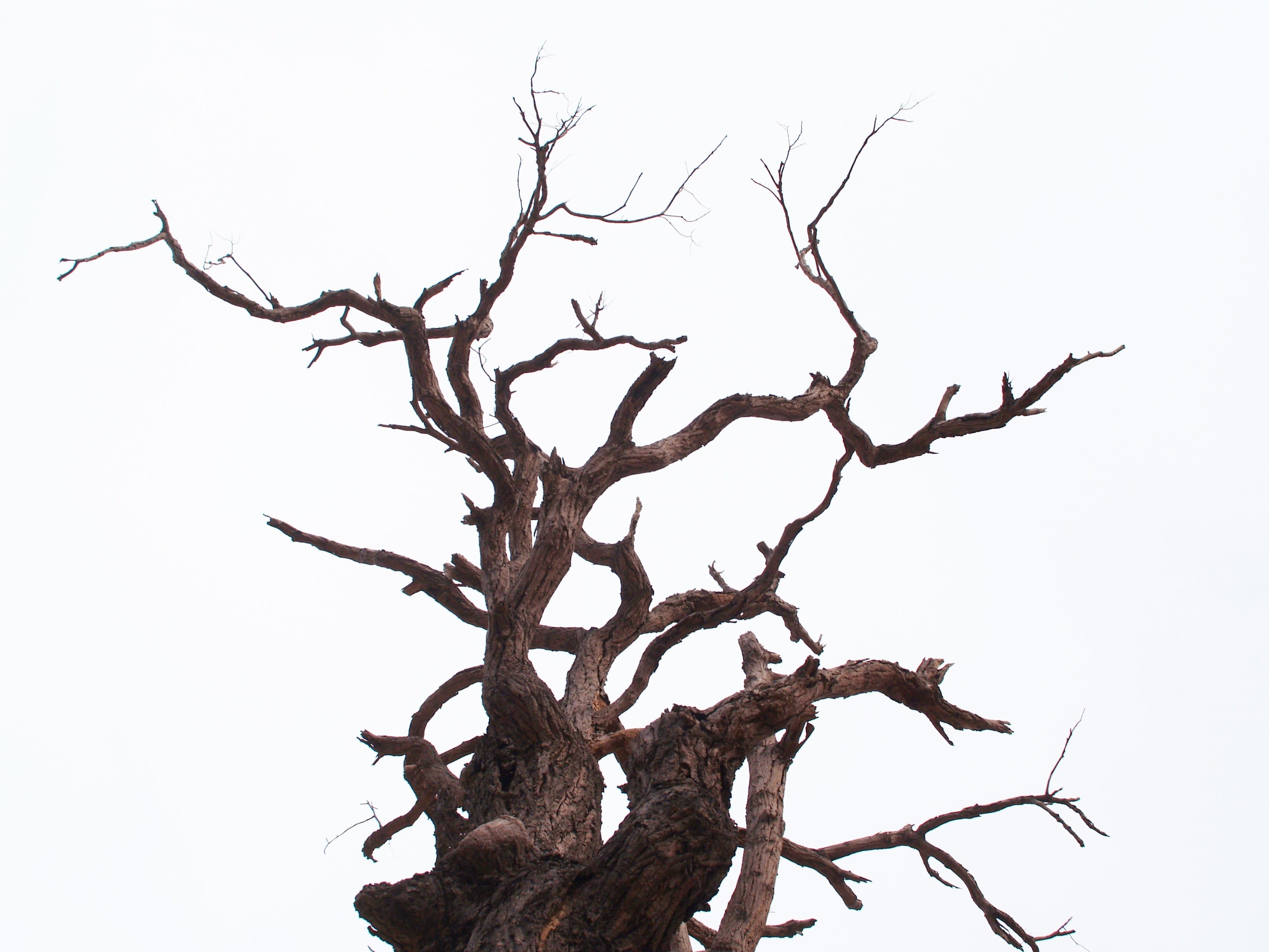 trunk, sky, 2K, plant, natural, bark, background, white, wood, cut out, dry, wood - material, big, beauty in nature, leafless, bare tree, branch, one, HD Wallpaper