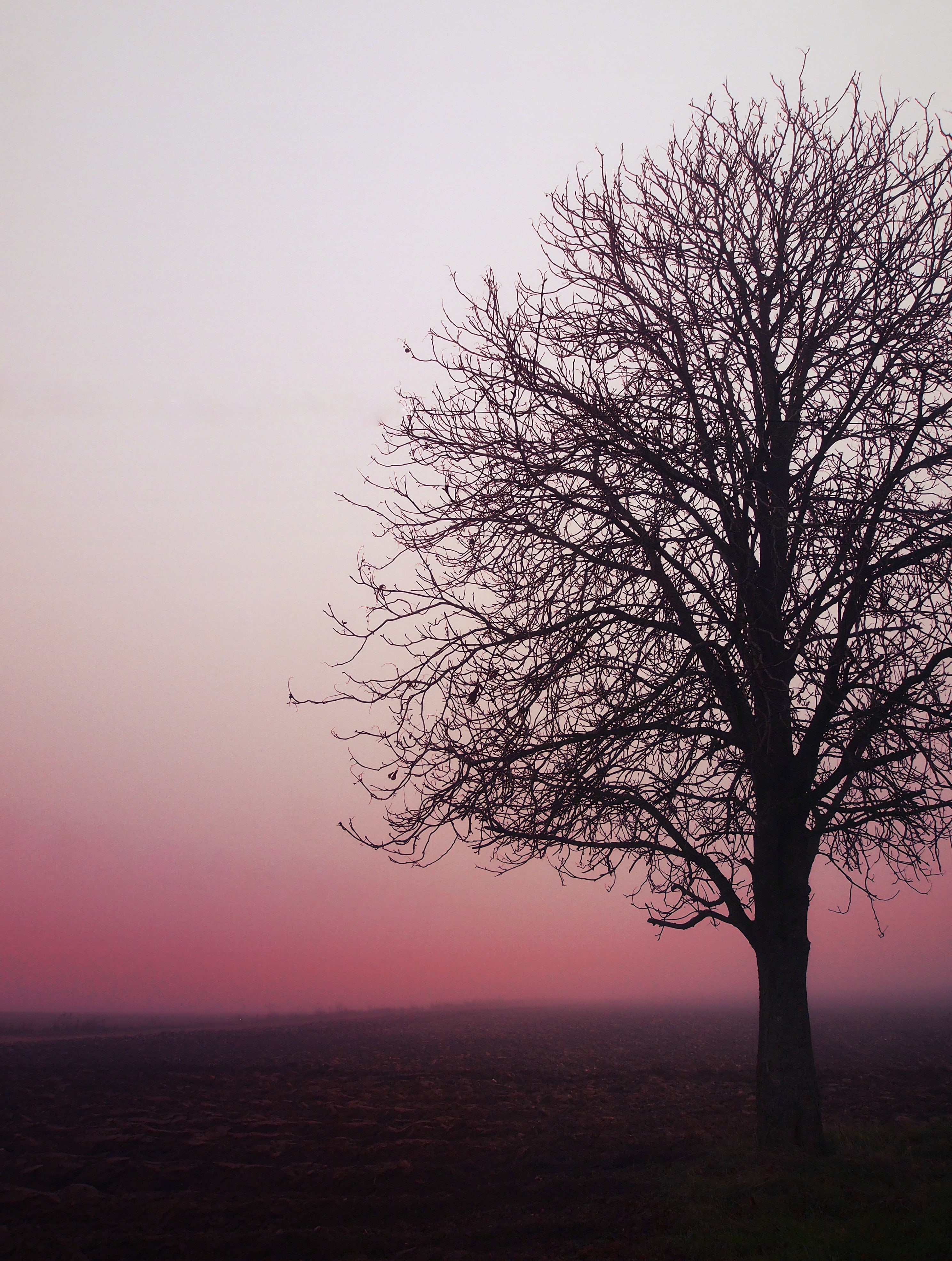 landscape, fog, Ile-de-France, sky, IDF, sunset, Directions, photo, tree, brouillard, nature, loneliness, silhouette, leafless, black  pink, dark, solitude, Phone HD Wallpaper