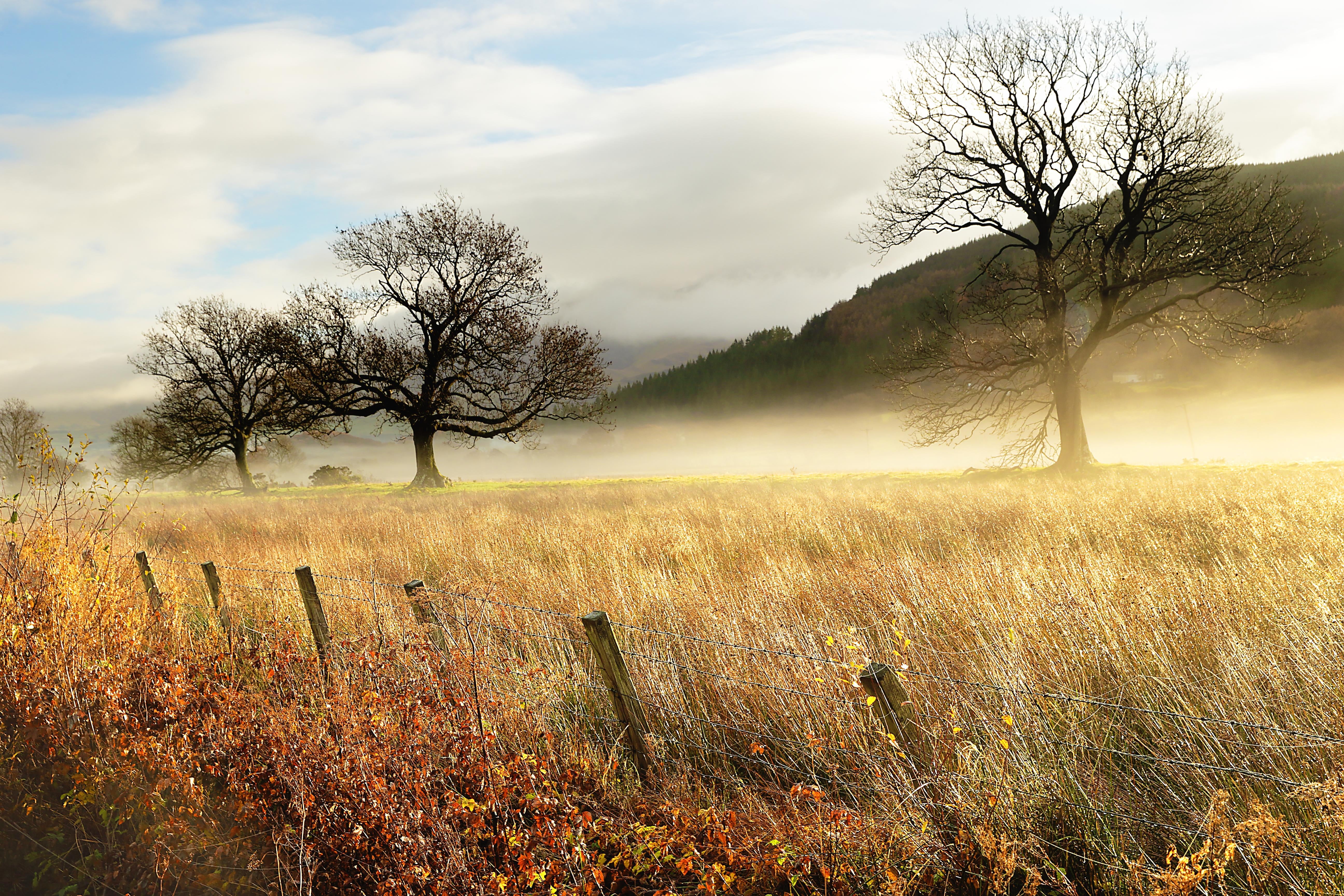 landscape, meadow, trees, autumn  mist, brown field, brown, autumn, leafless, rural Scene, tree, outdoors, nature, three, sunset, Lake District, 5K, season, HD Wallpaper